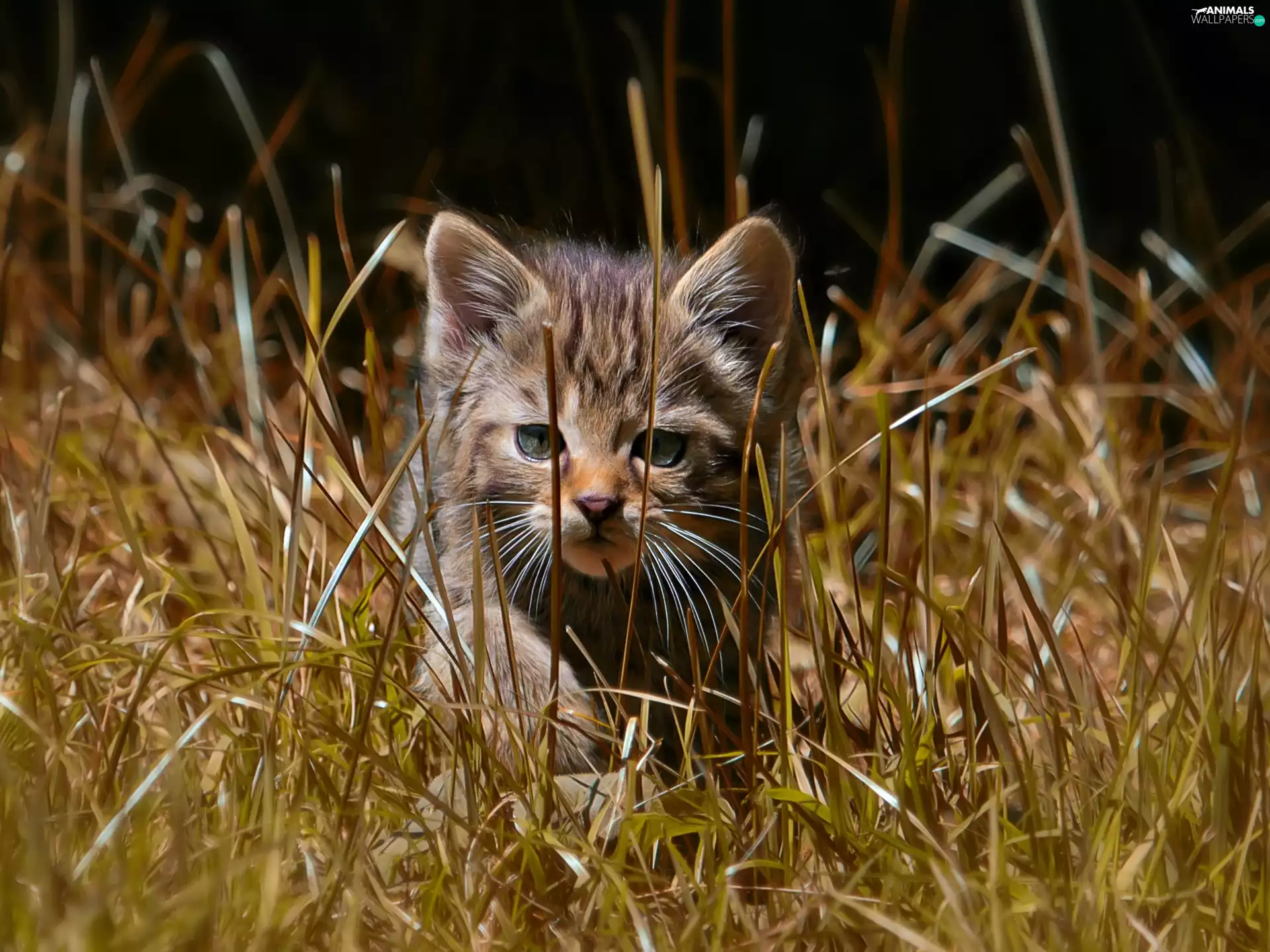kitten, grass