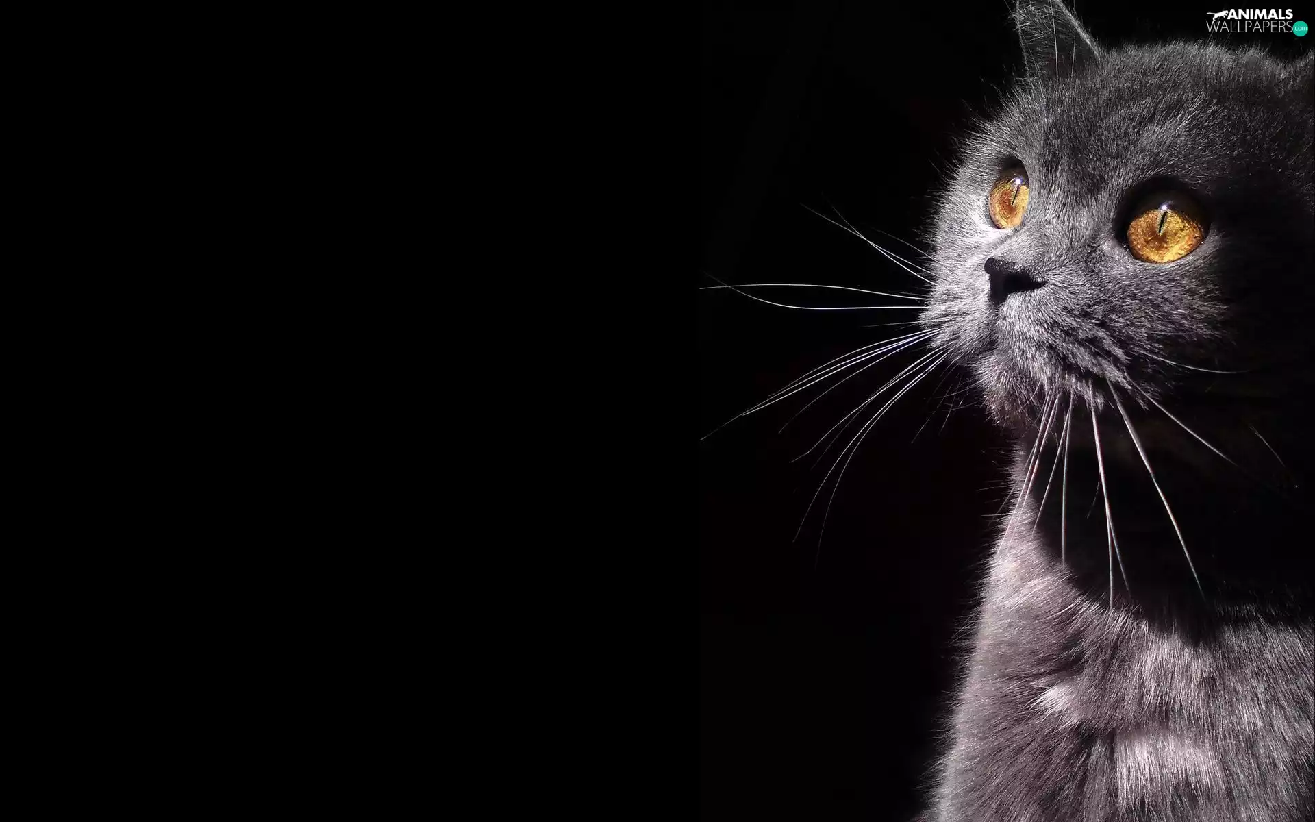 Gray, Black, background, kitten