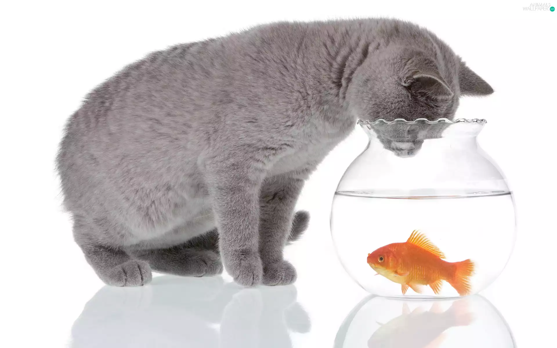 Gray, aquarium, Fish, kitten