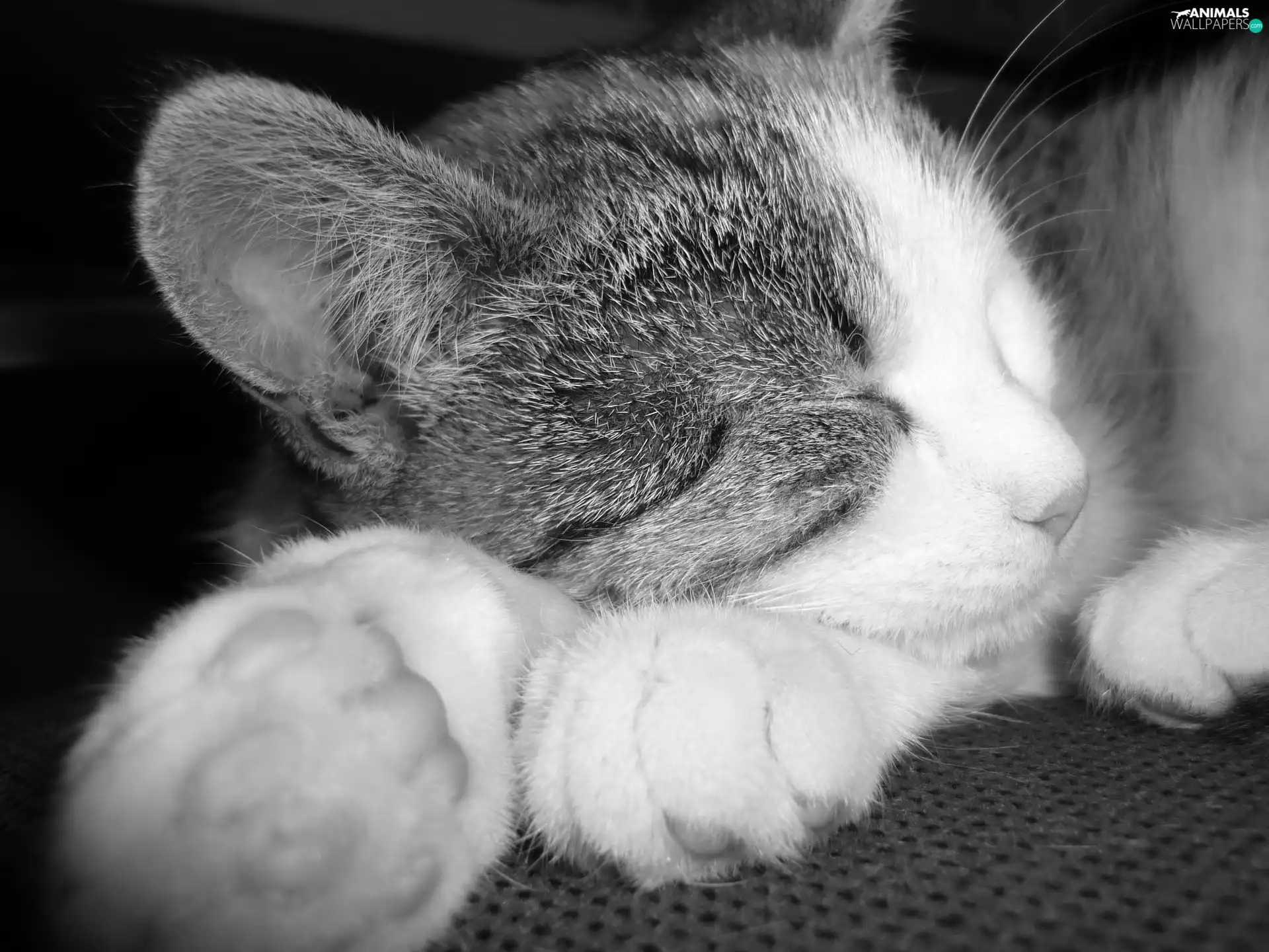 kitten, sleepy, Gray