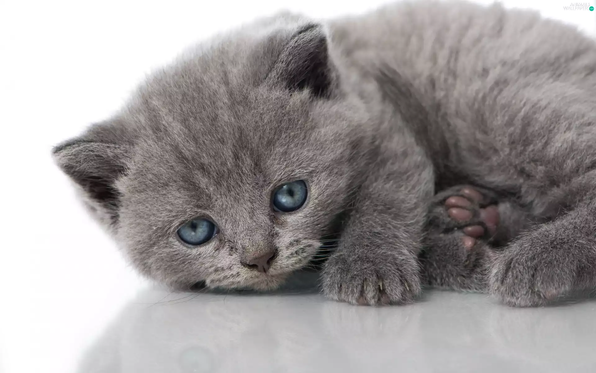 kitten, small, Gray