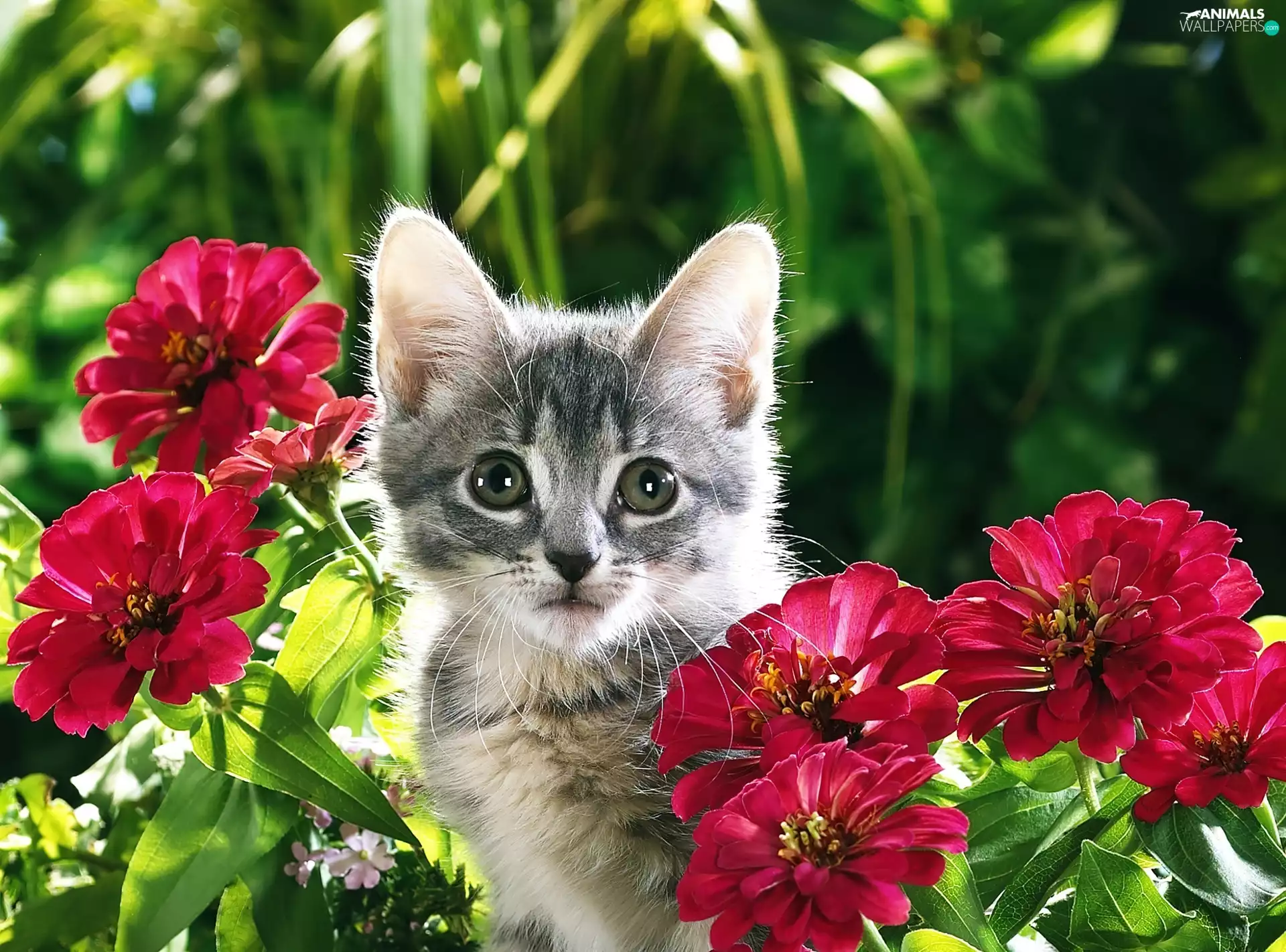 Gray, Flowers, Zinnias, kitten