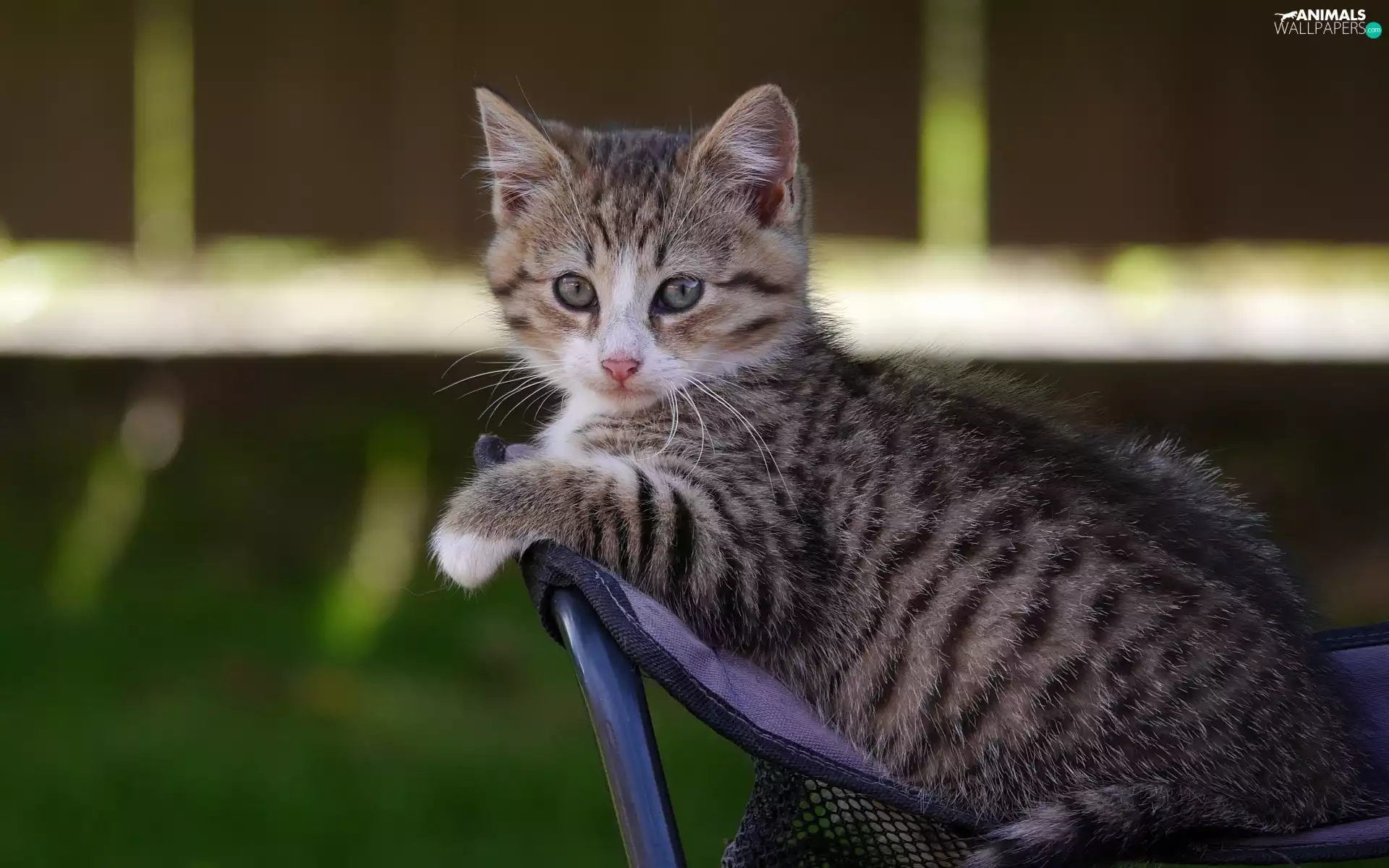 hammock chair, small, kitten