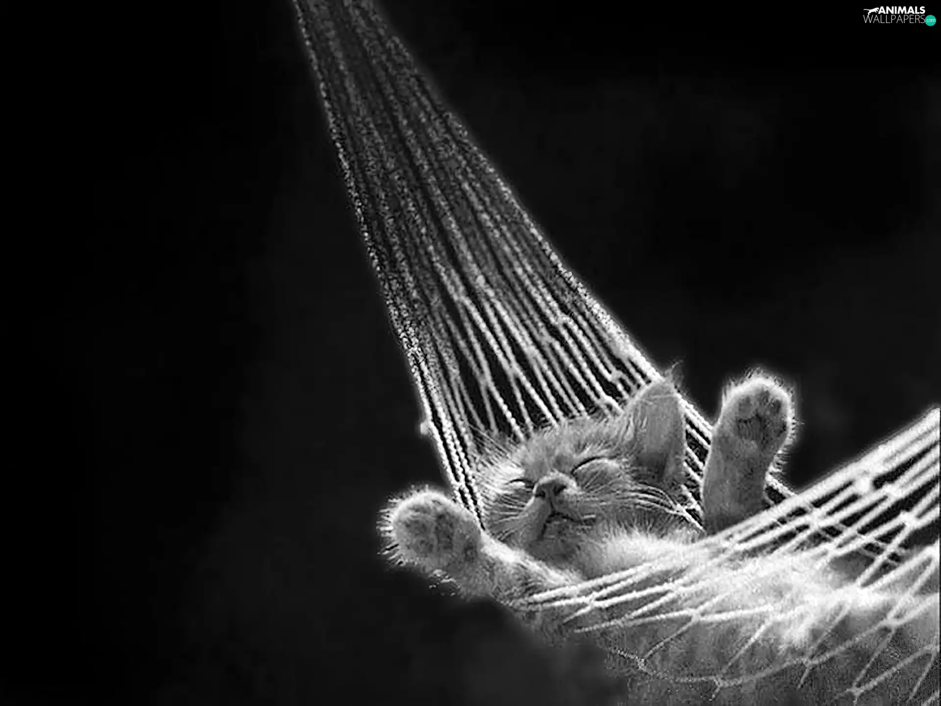 kitten, Hammock