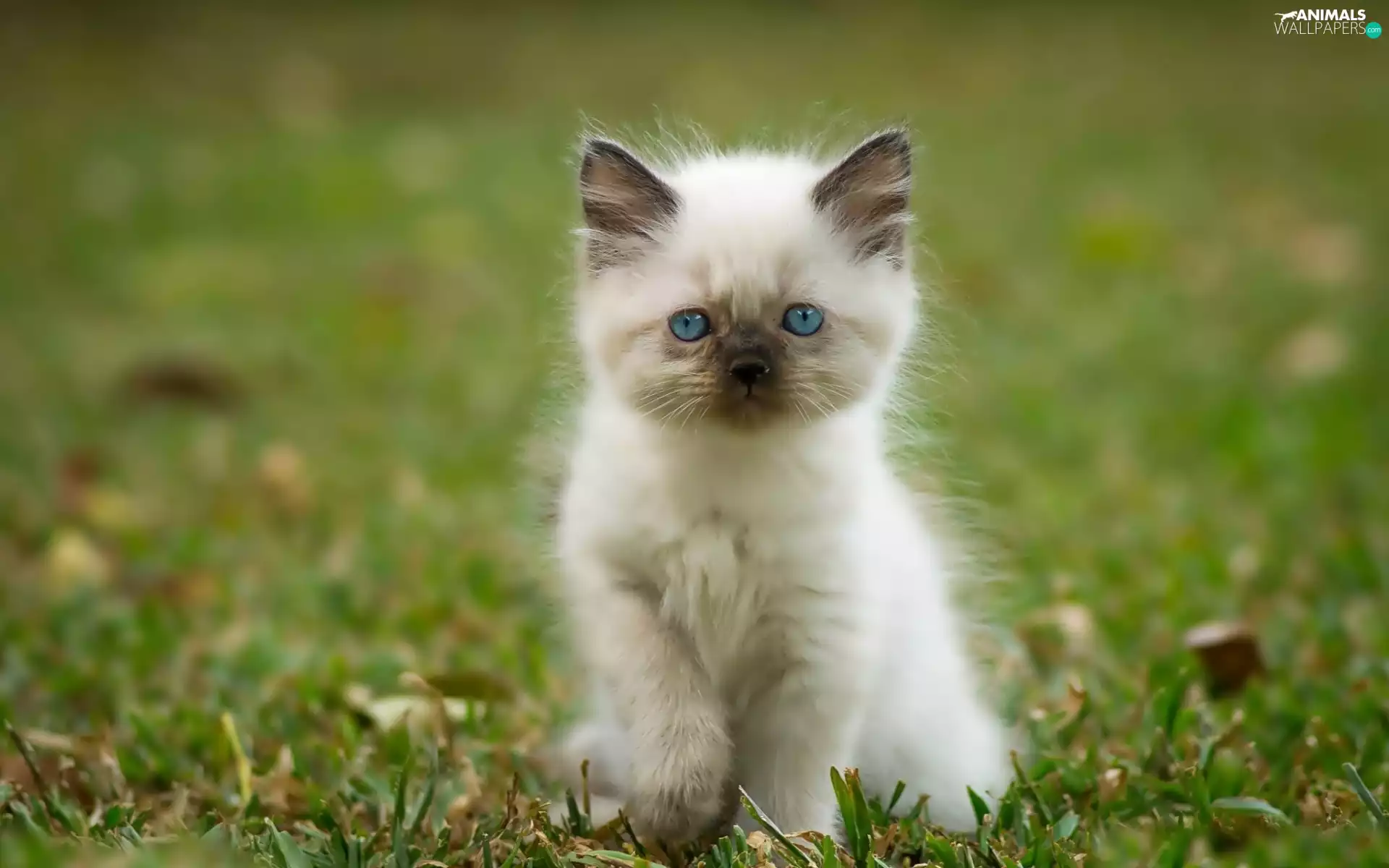 honeyed, siamese, Meadow, kitten