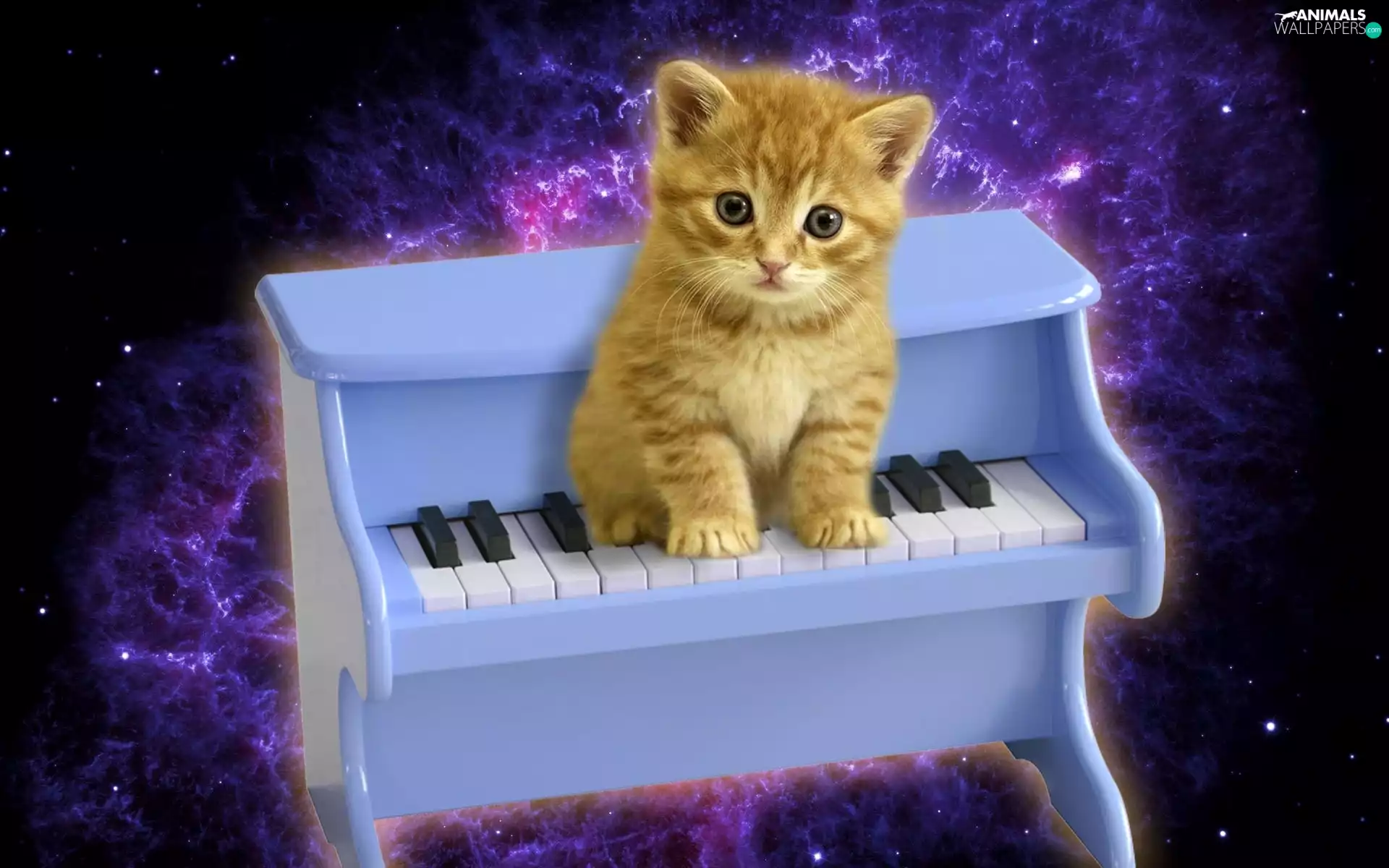 kitten, piano, honeyed