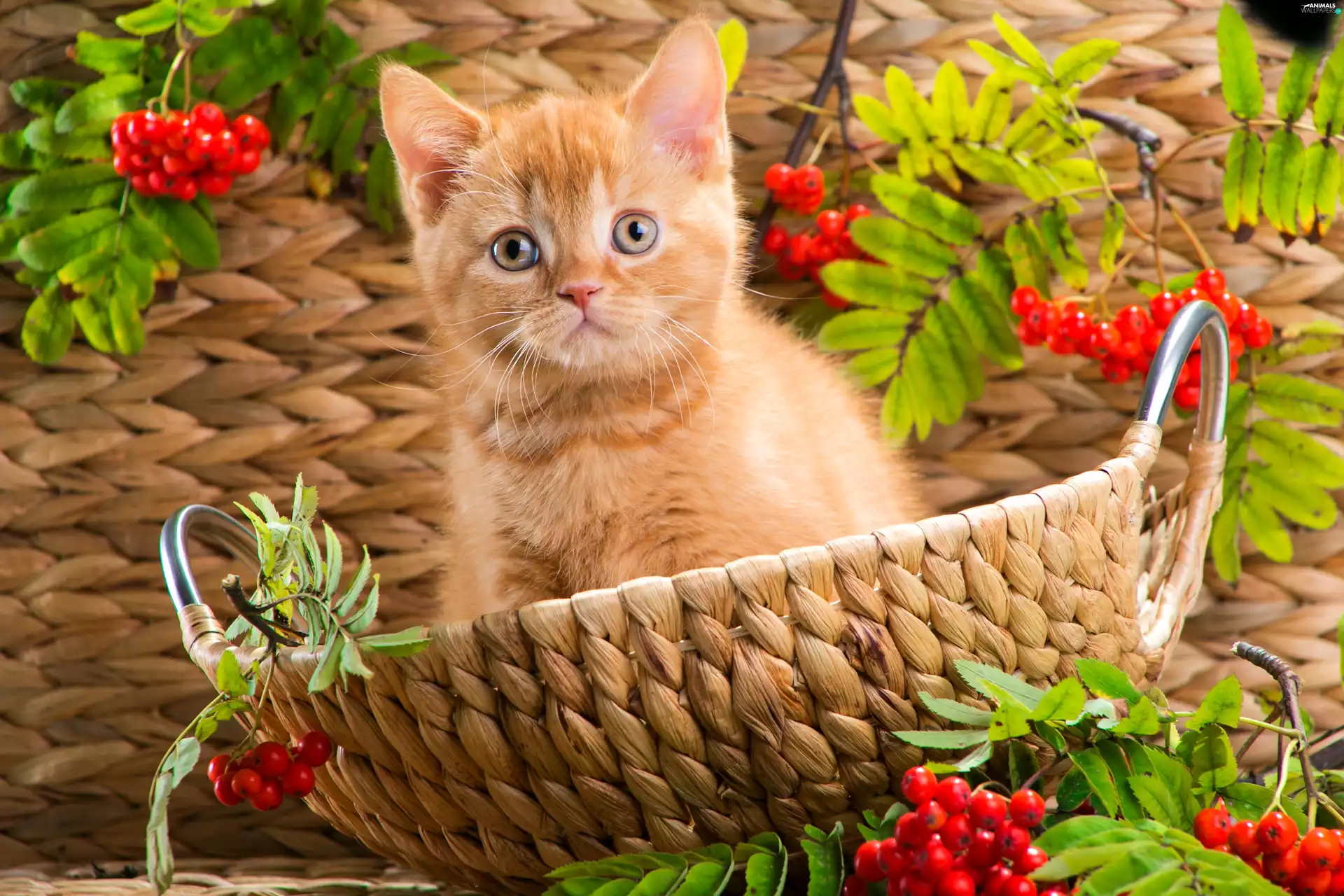 honeyed, basket, Plant, kitten