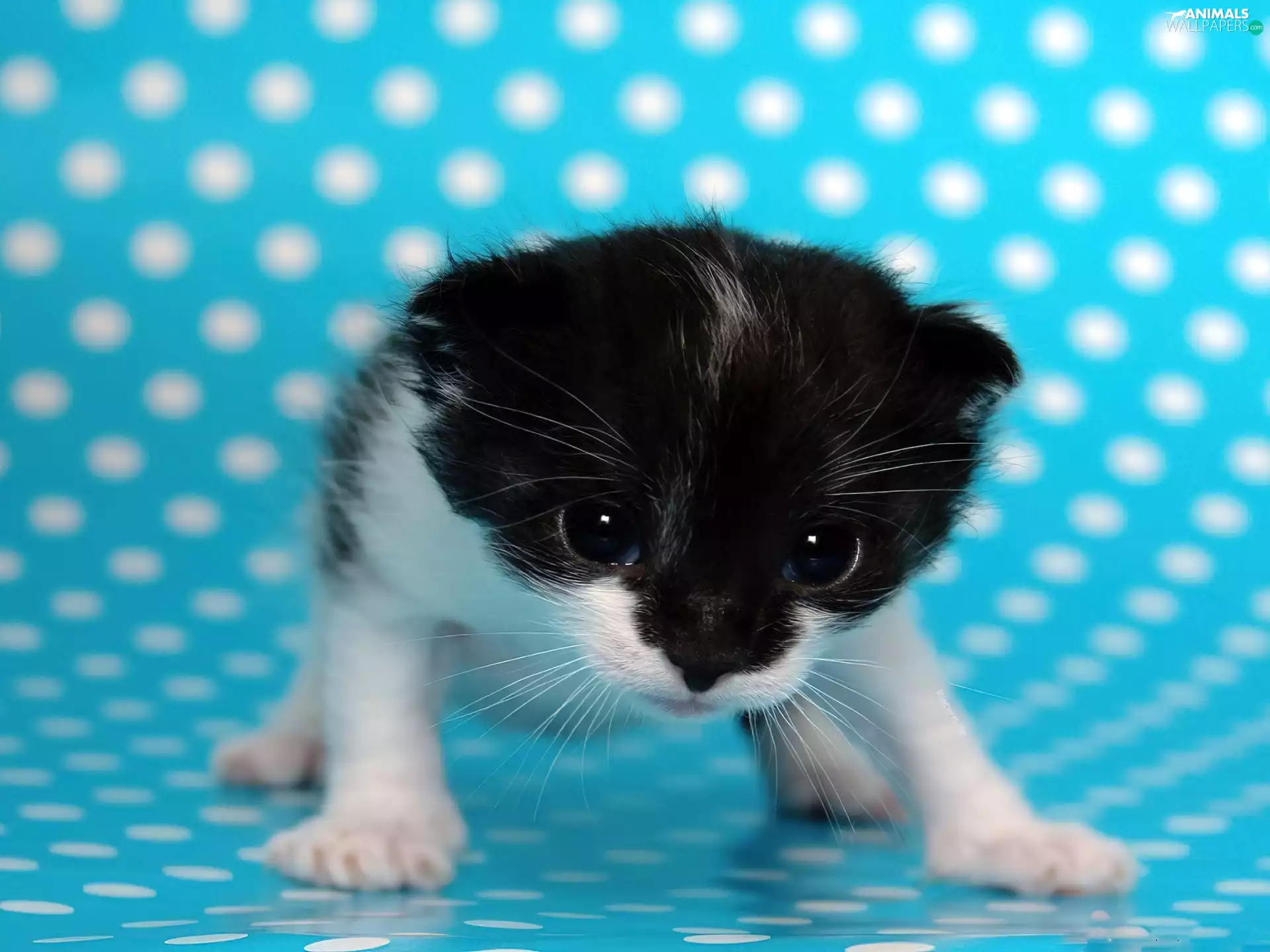 kitten, small, honeyed