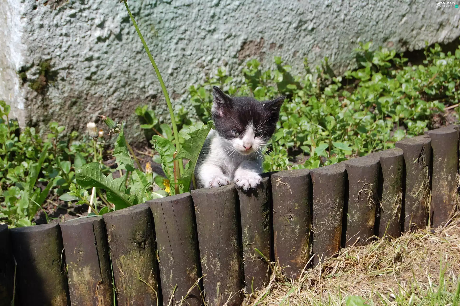 kitten, Hurdle