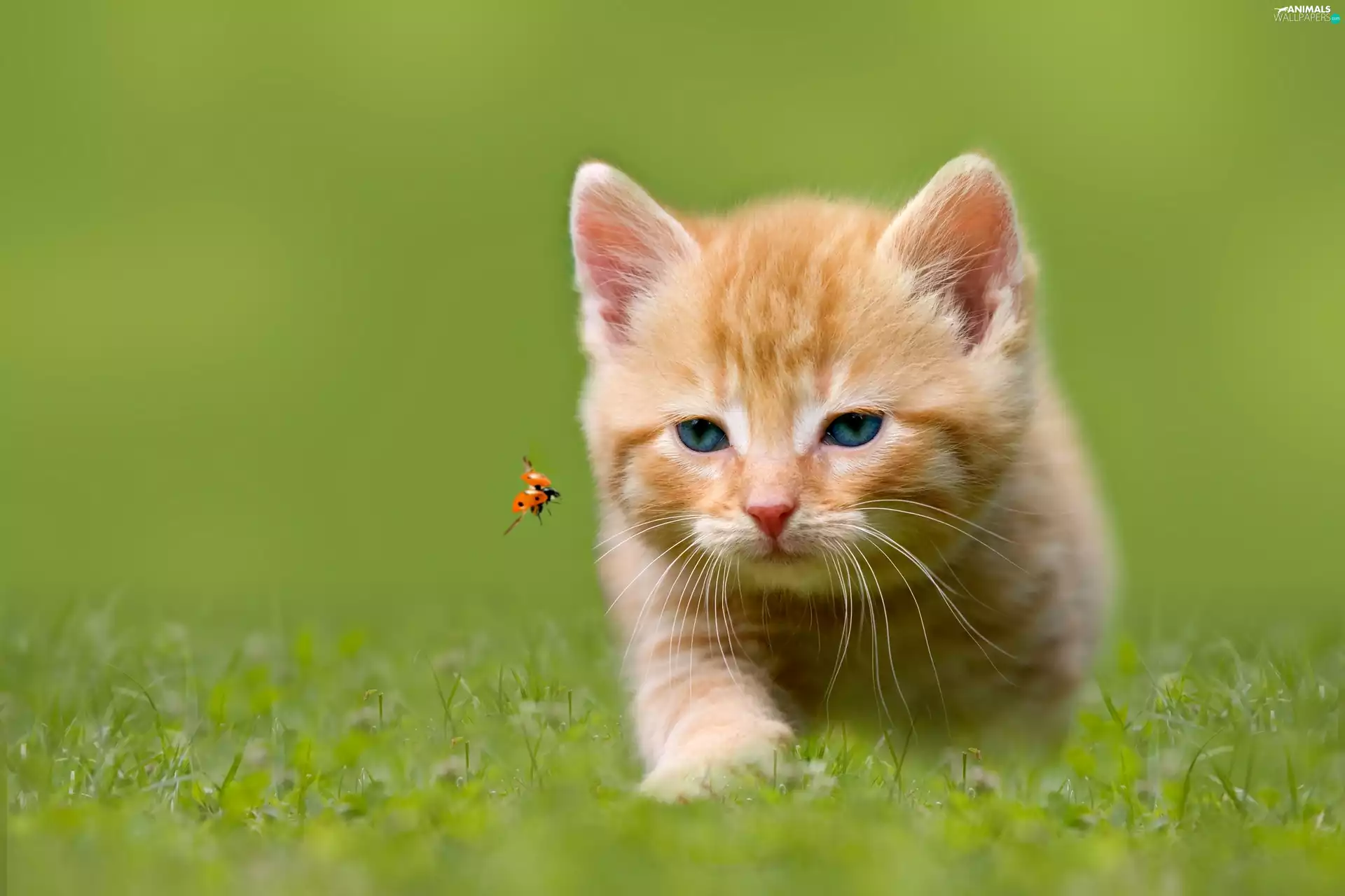 kitten, ladybird