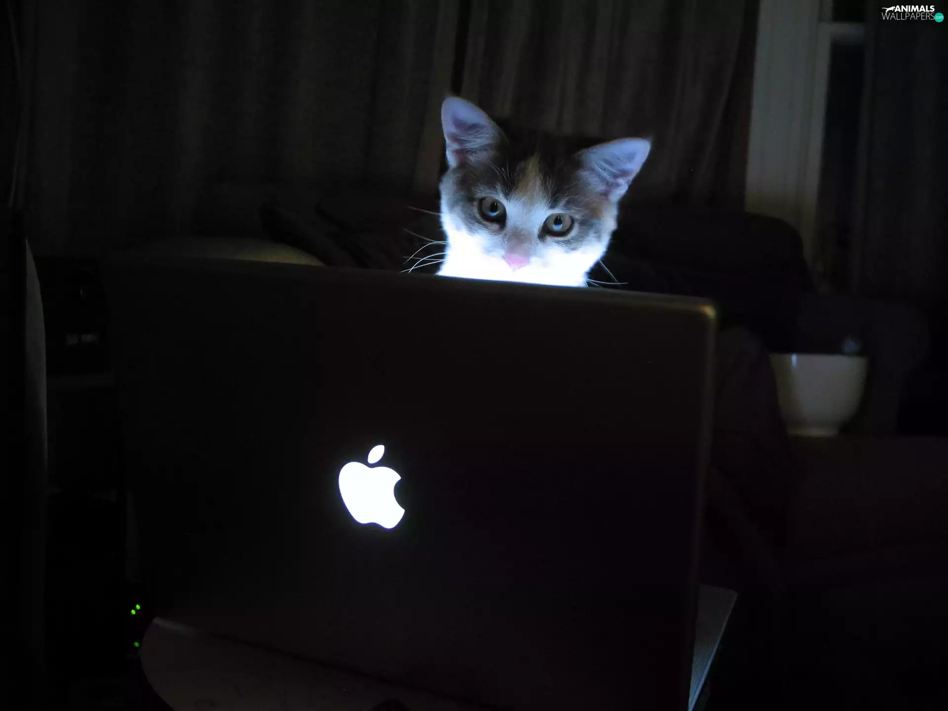 kitten, laptop