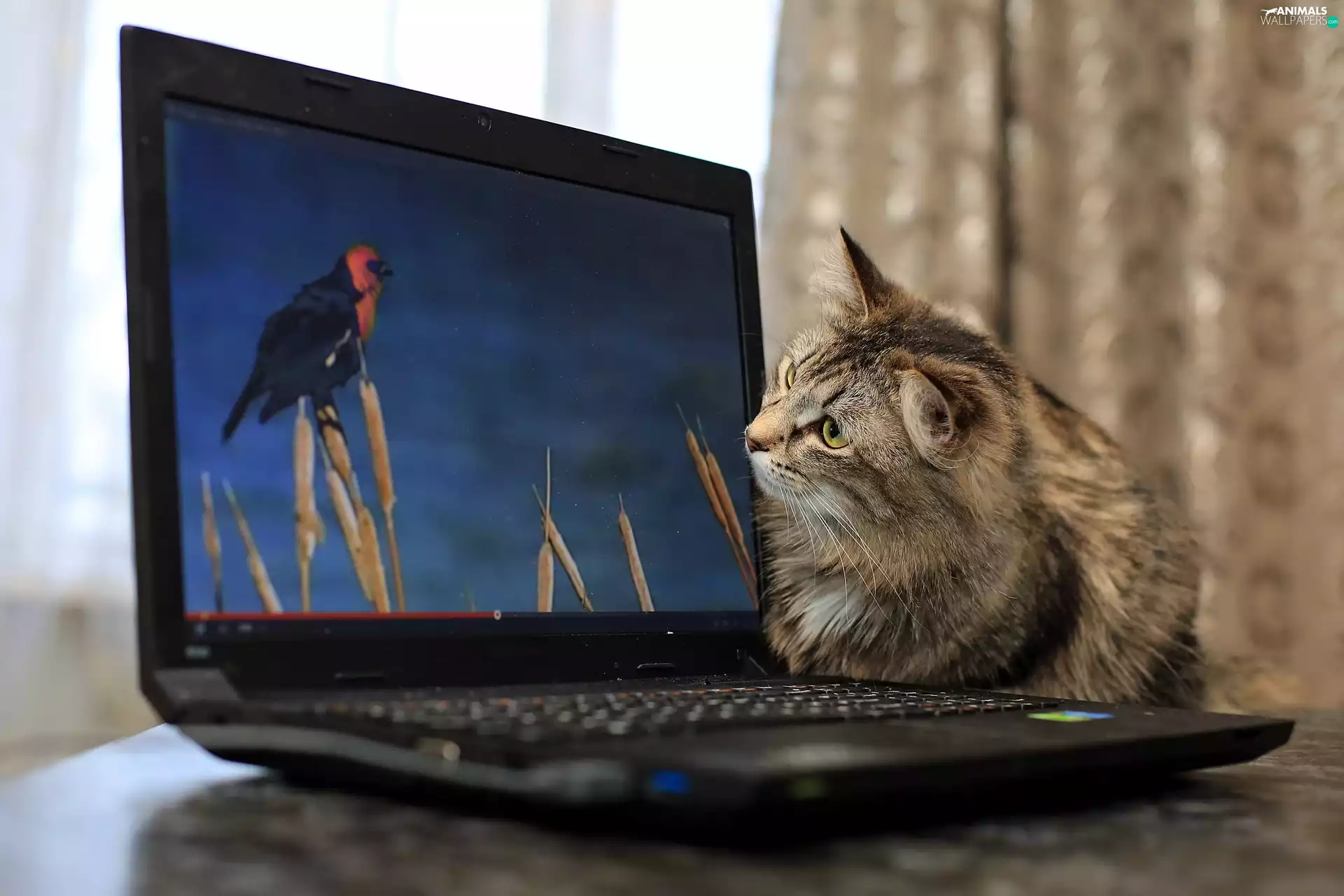kitten, laptop
