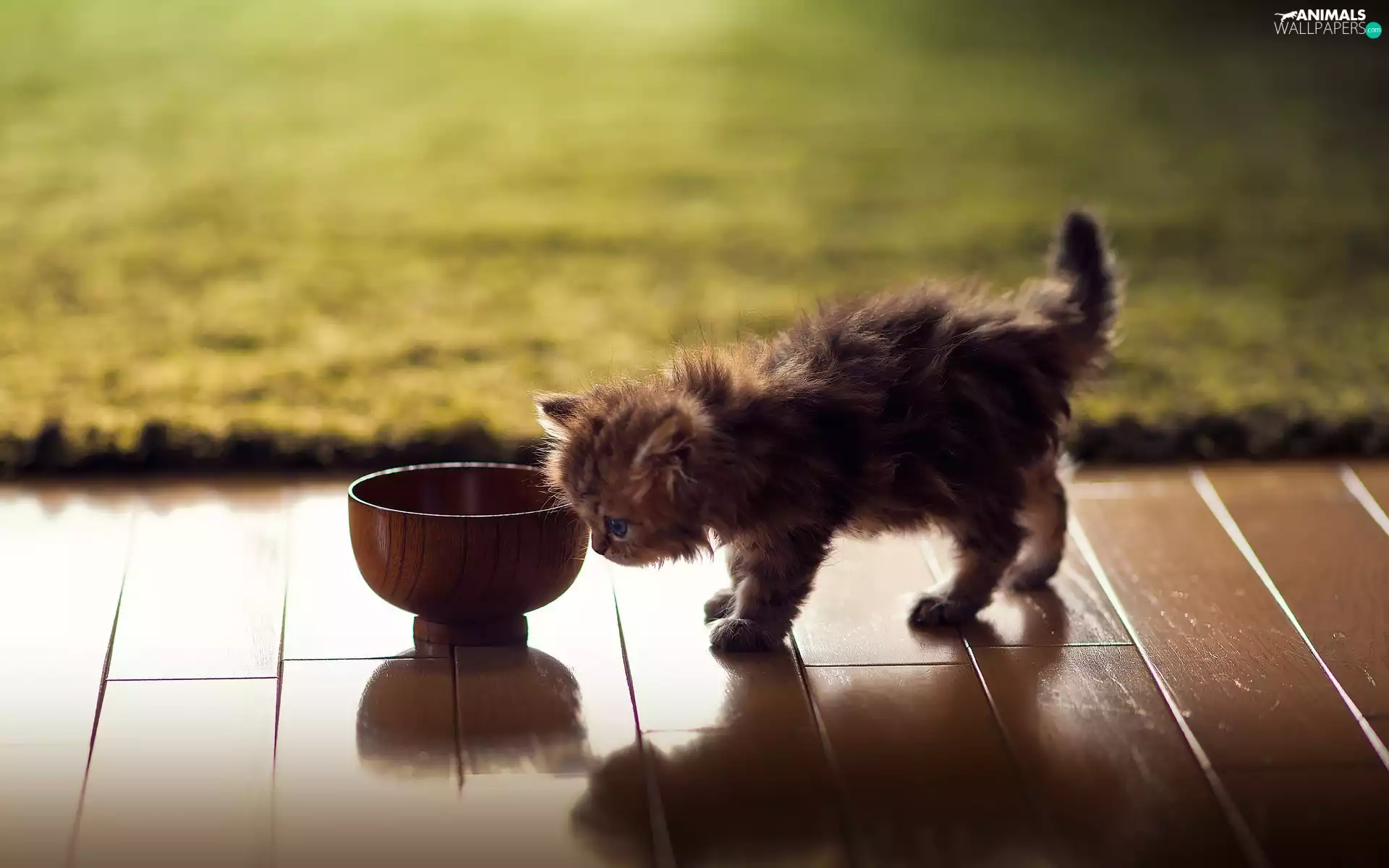 Little, bowl, floor, kitten