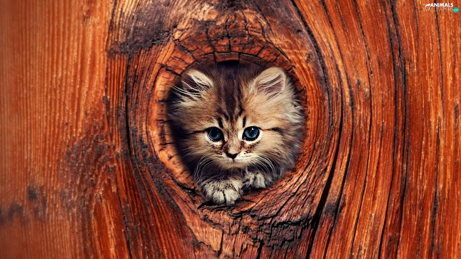 Little, hollow, trees, kitten