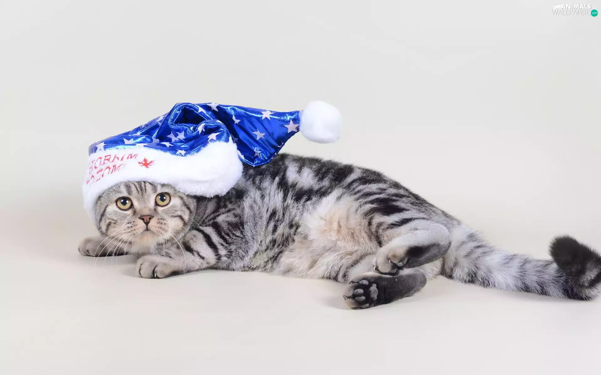 lying, Blue, Bonnet, kitten