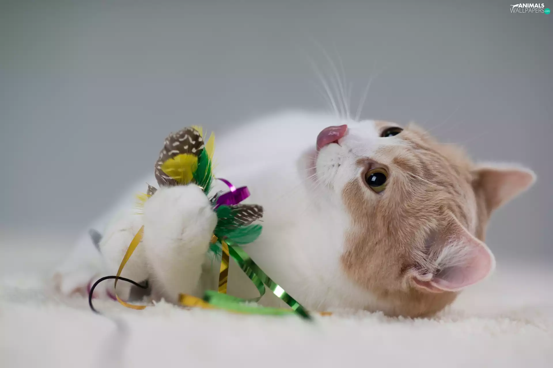 lying, feather, ornamentation, kitten