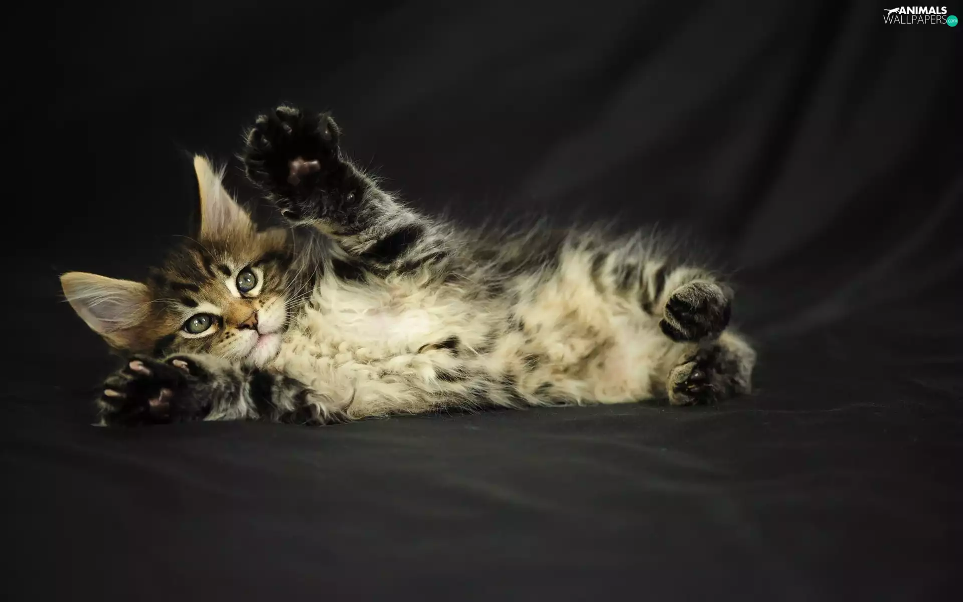 kitten, small, lying