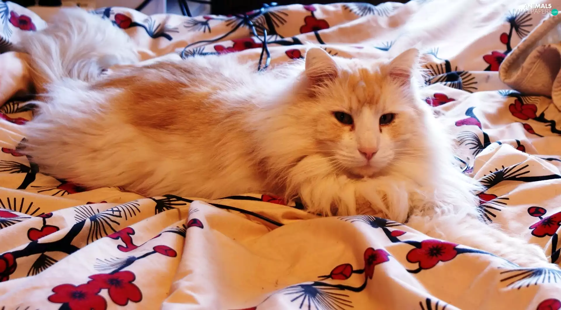 Bedding, kitten, Norwegian Forest Cat