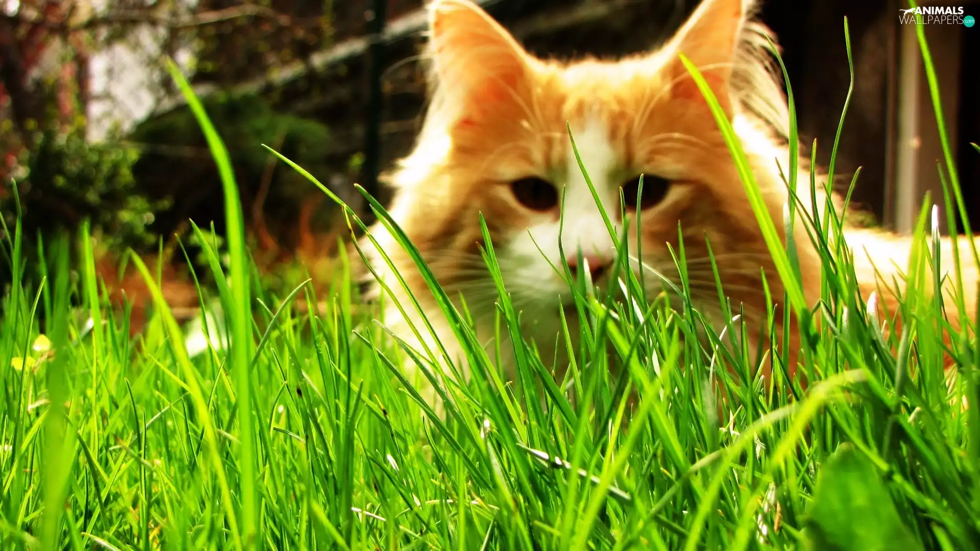 grass, kitten, Norwegian Forest Cat