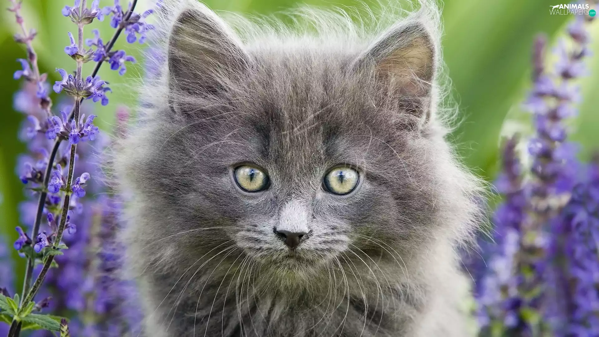 portrait, kitten, Norwegian Forest Cat