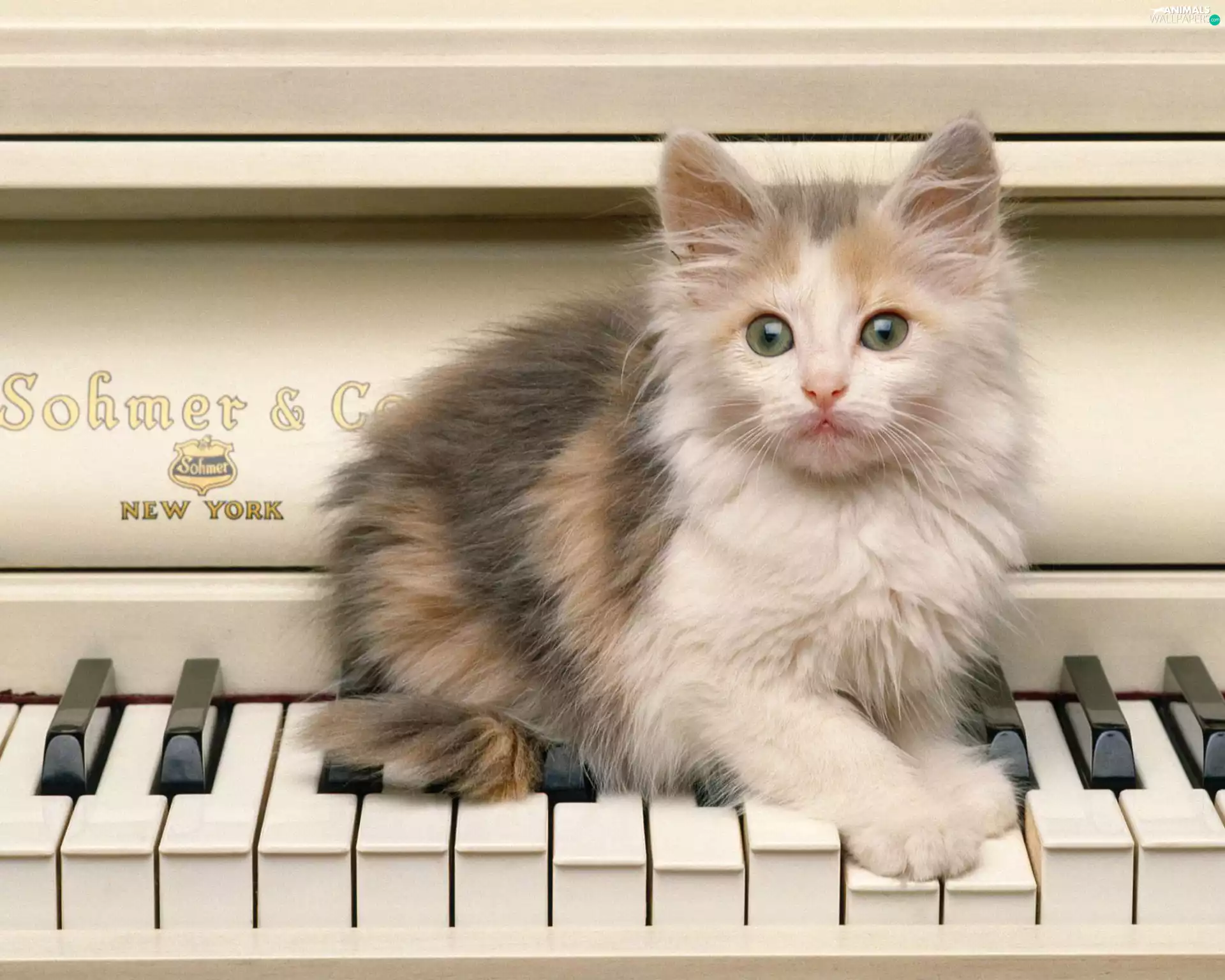 kitten, piano