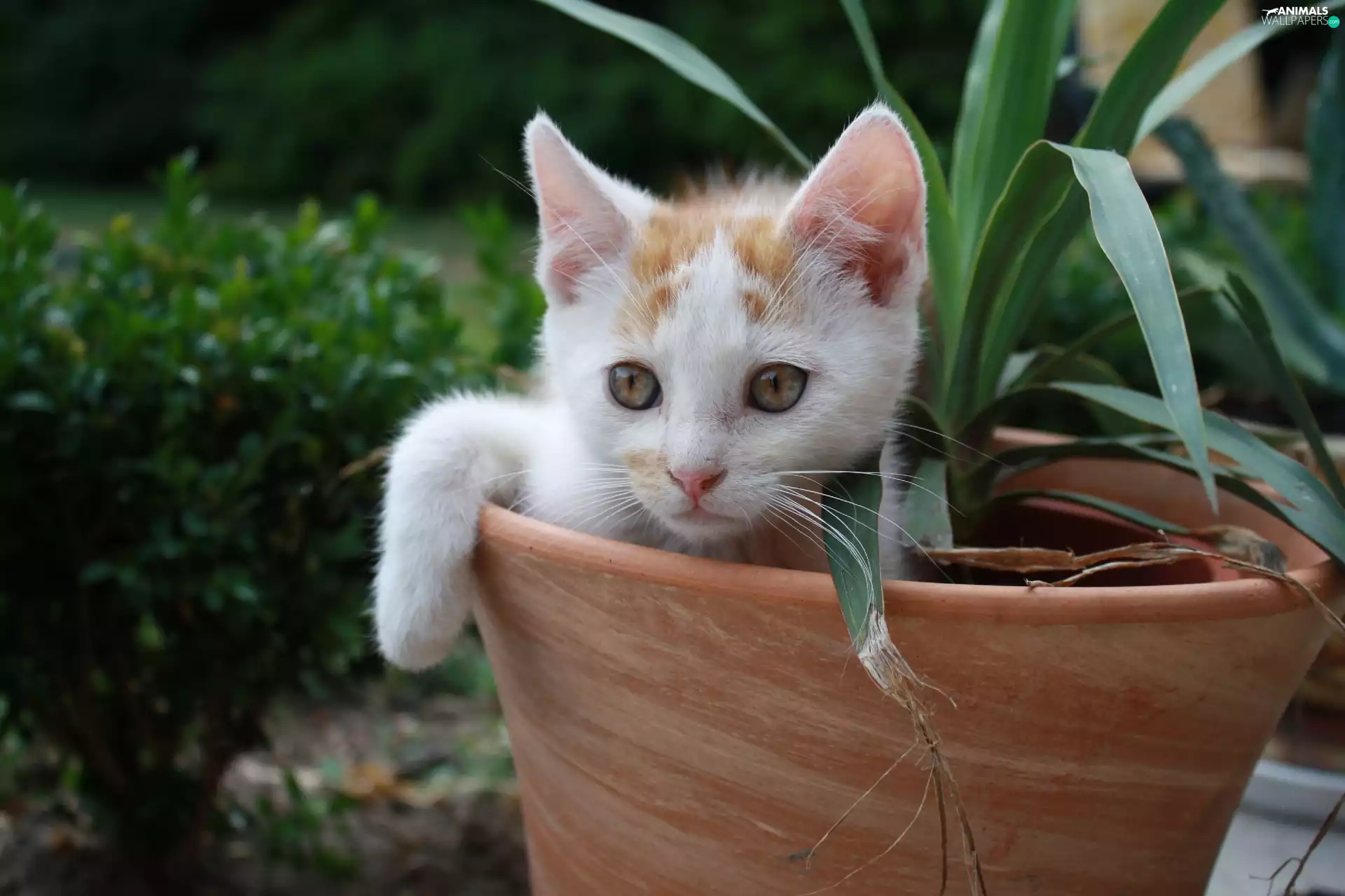 kitten, pot