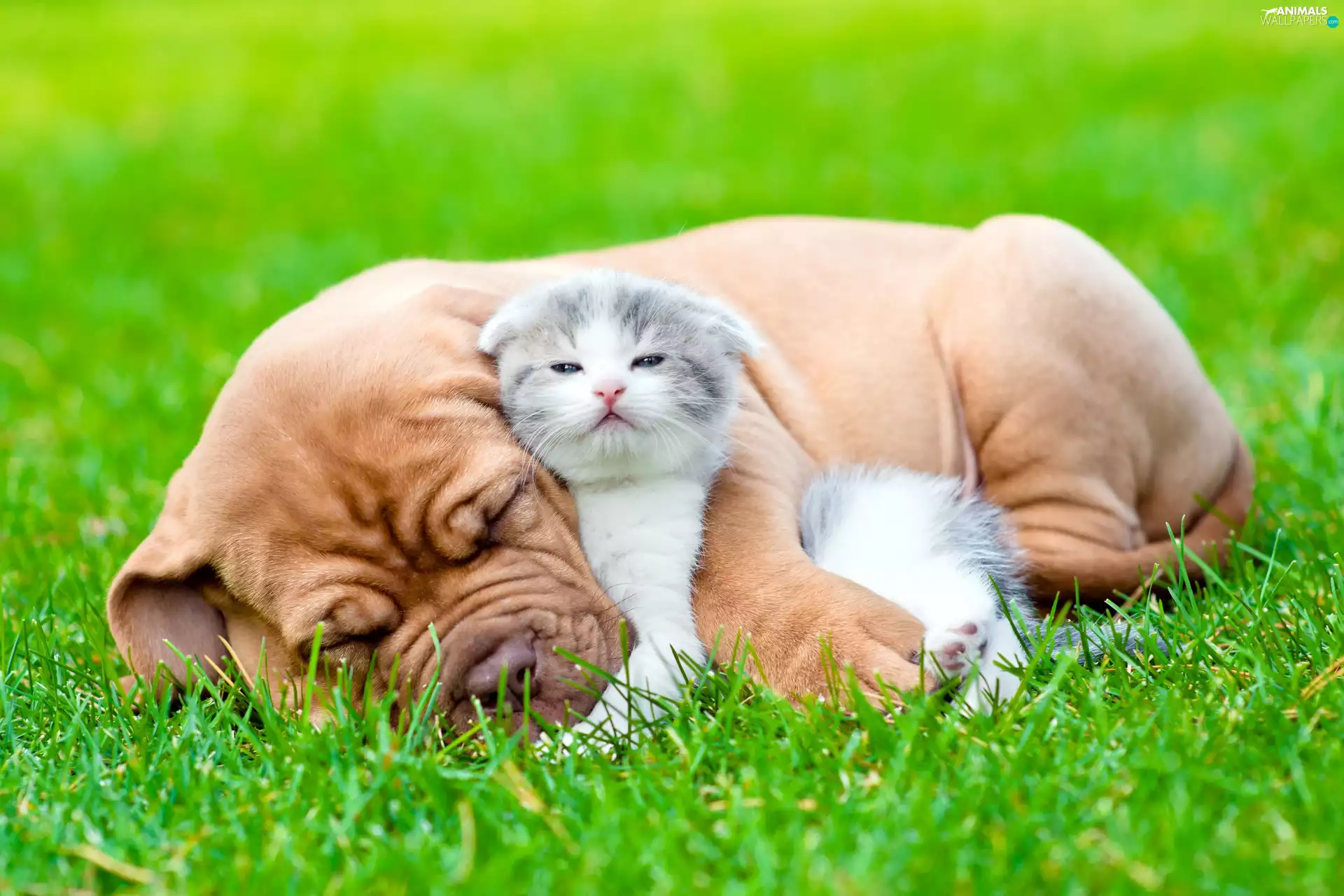 kitten, Dog de Bordeaux, grass, dream, Scottish Fold, small
