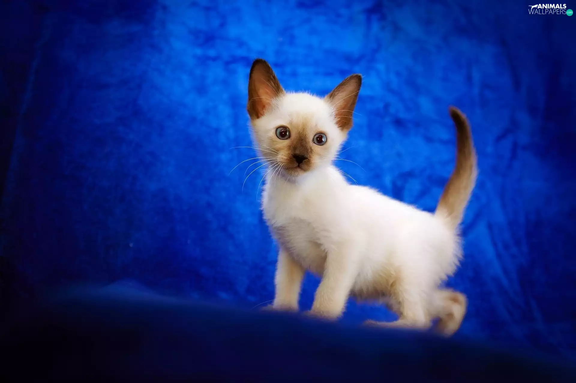 siamese, Blue, background, kitten
