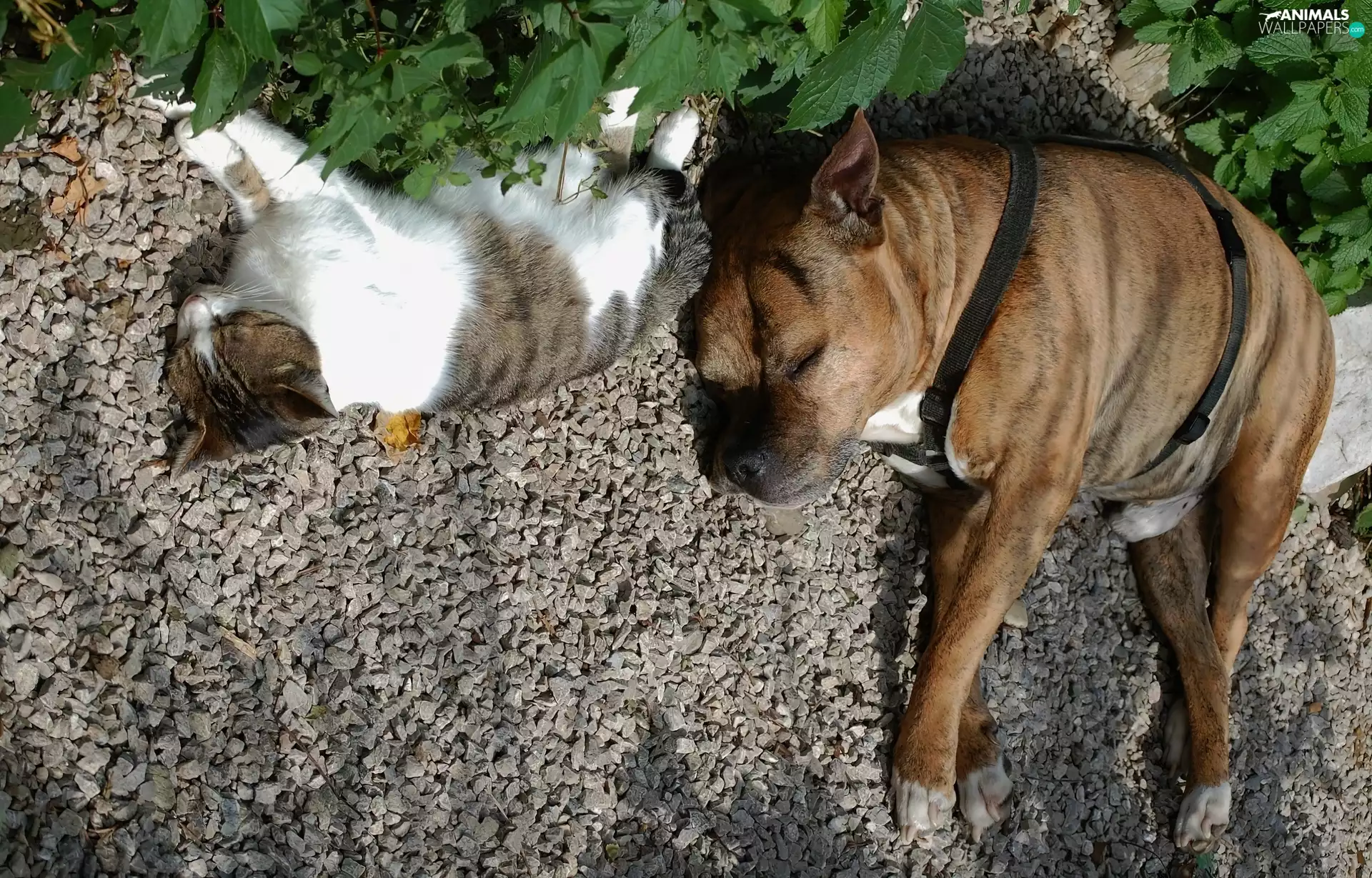 Sleeping, doggy, pebbles, kitten