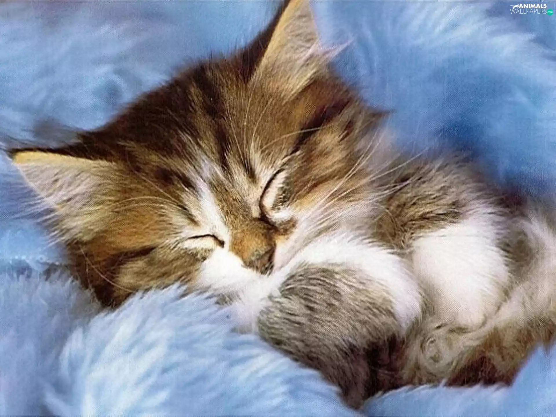 sleepy, Blue, Fur, kitten