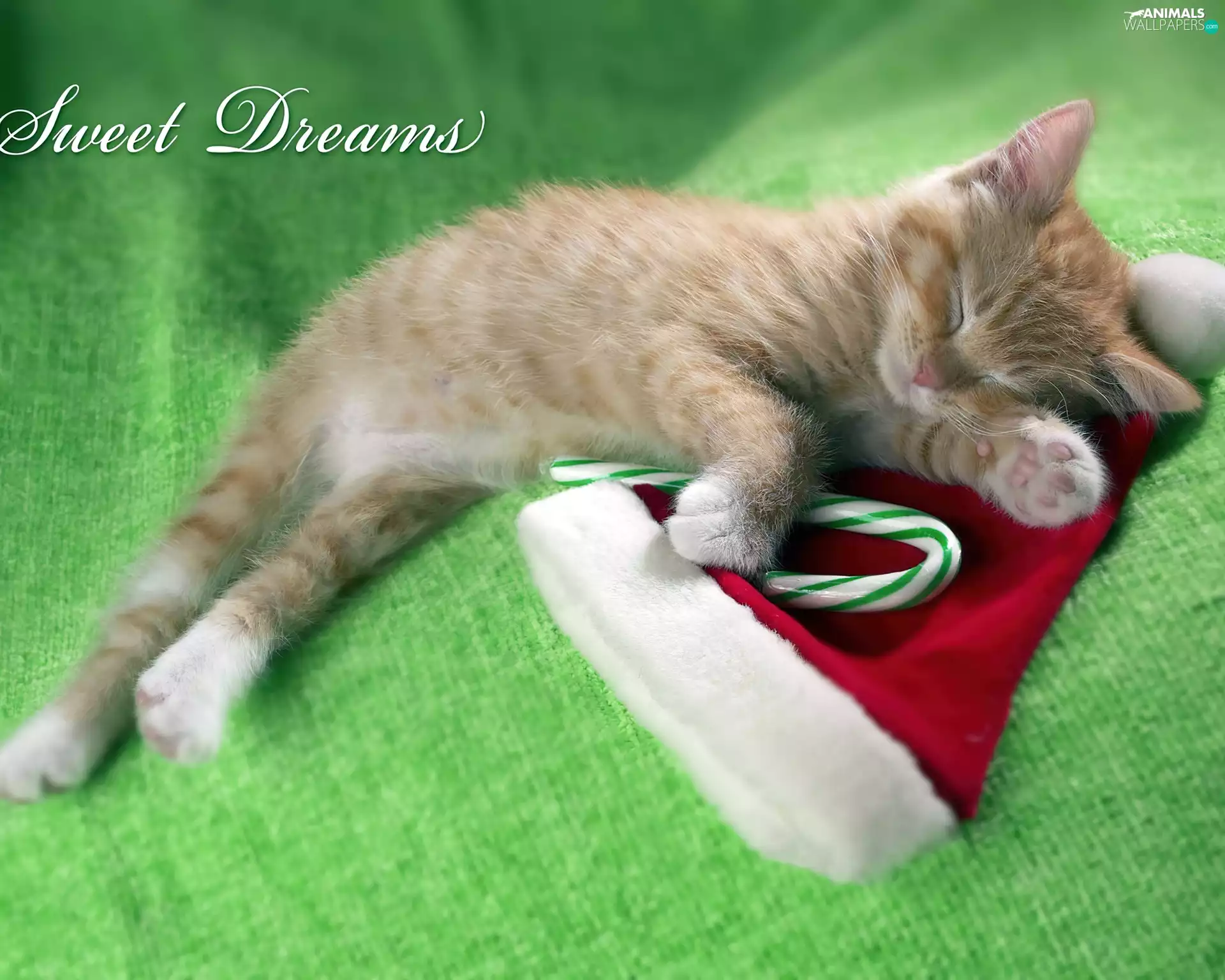 sleepy, Hat, Nicholas, kitten