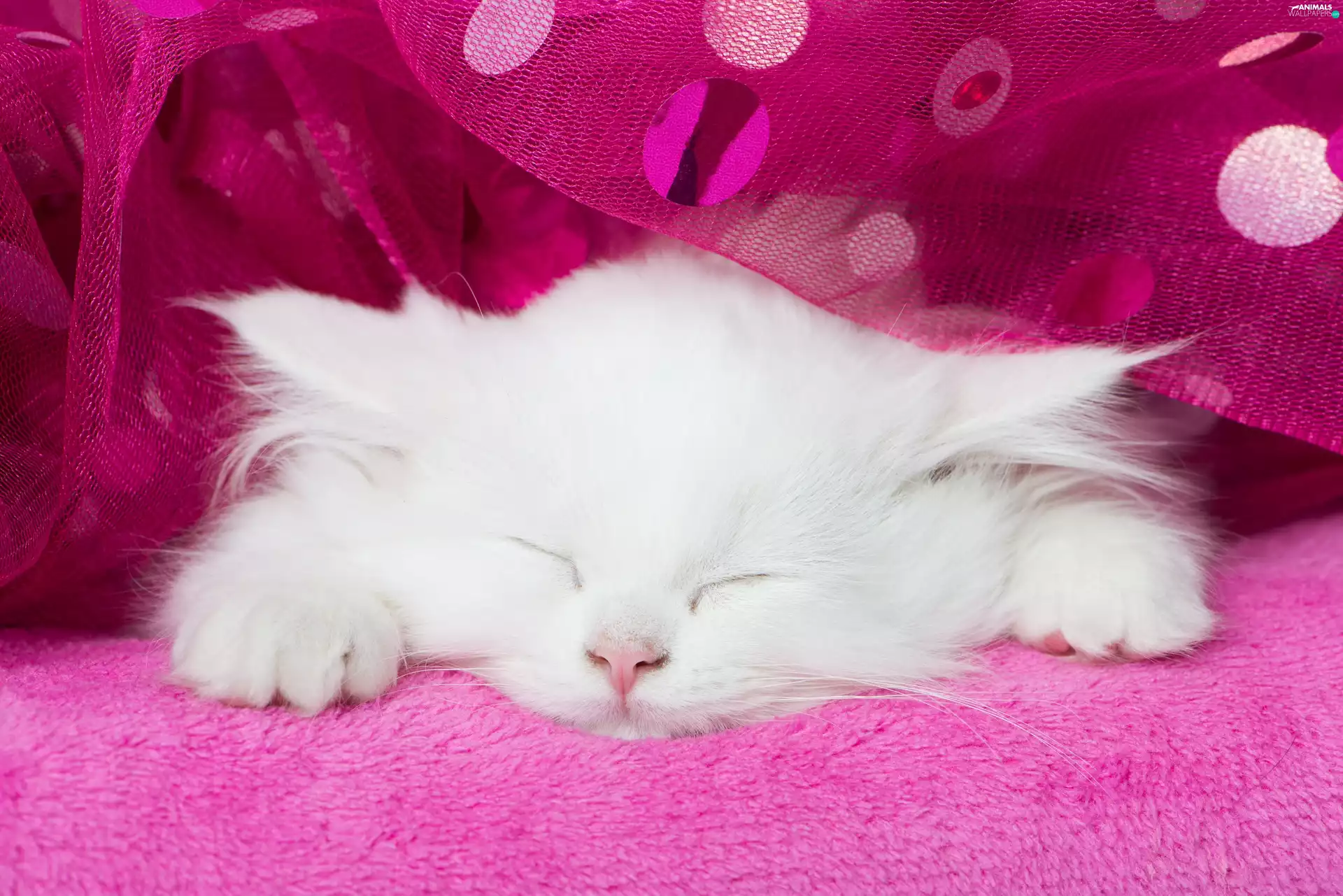 kitten, White, sleepy