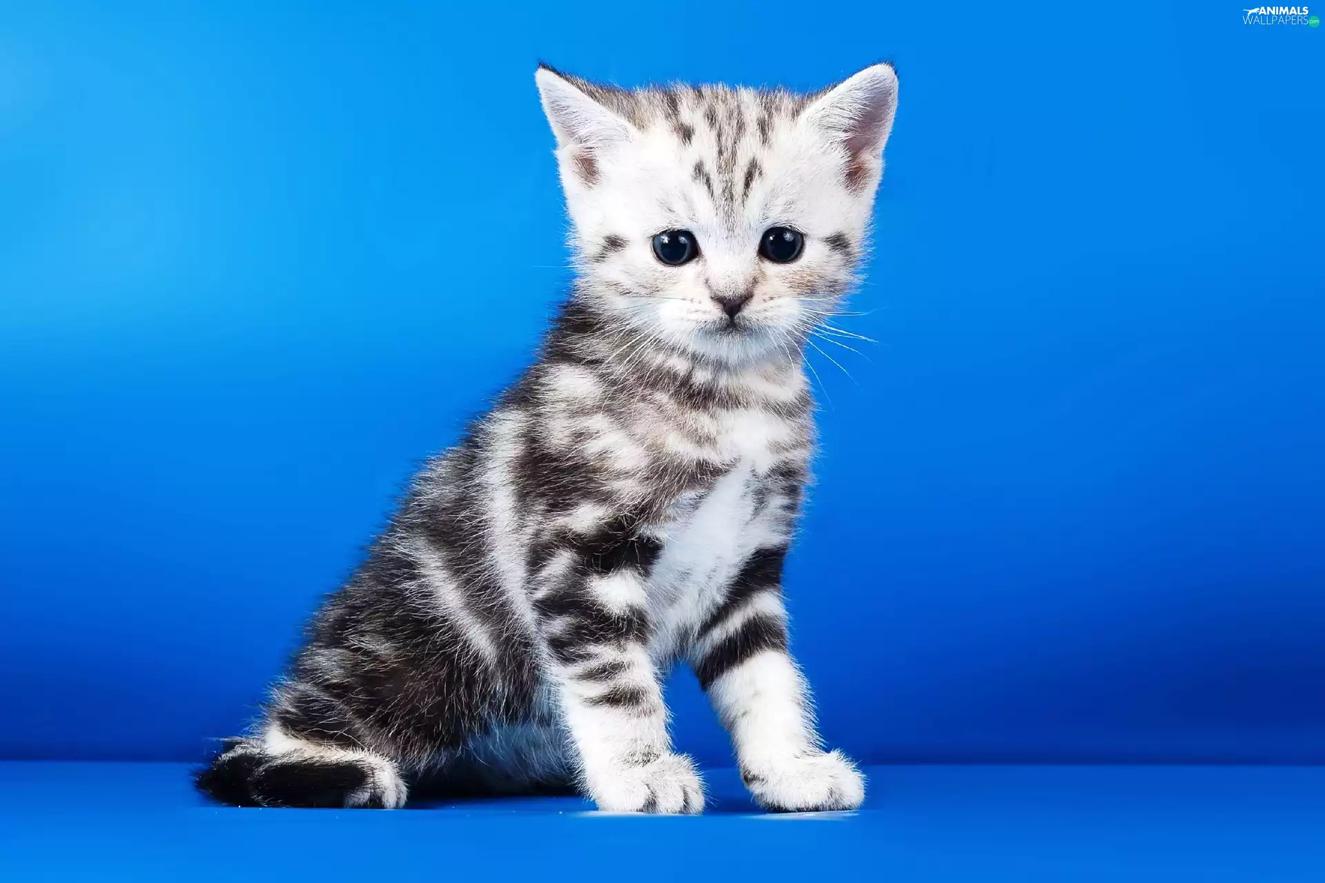 small, Blue, background, kitten
