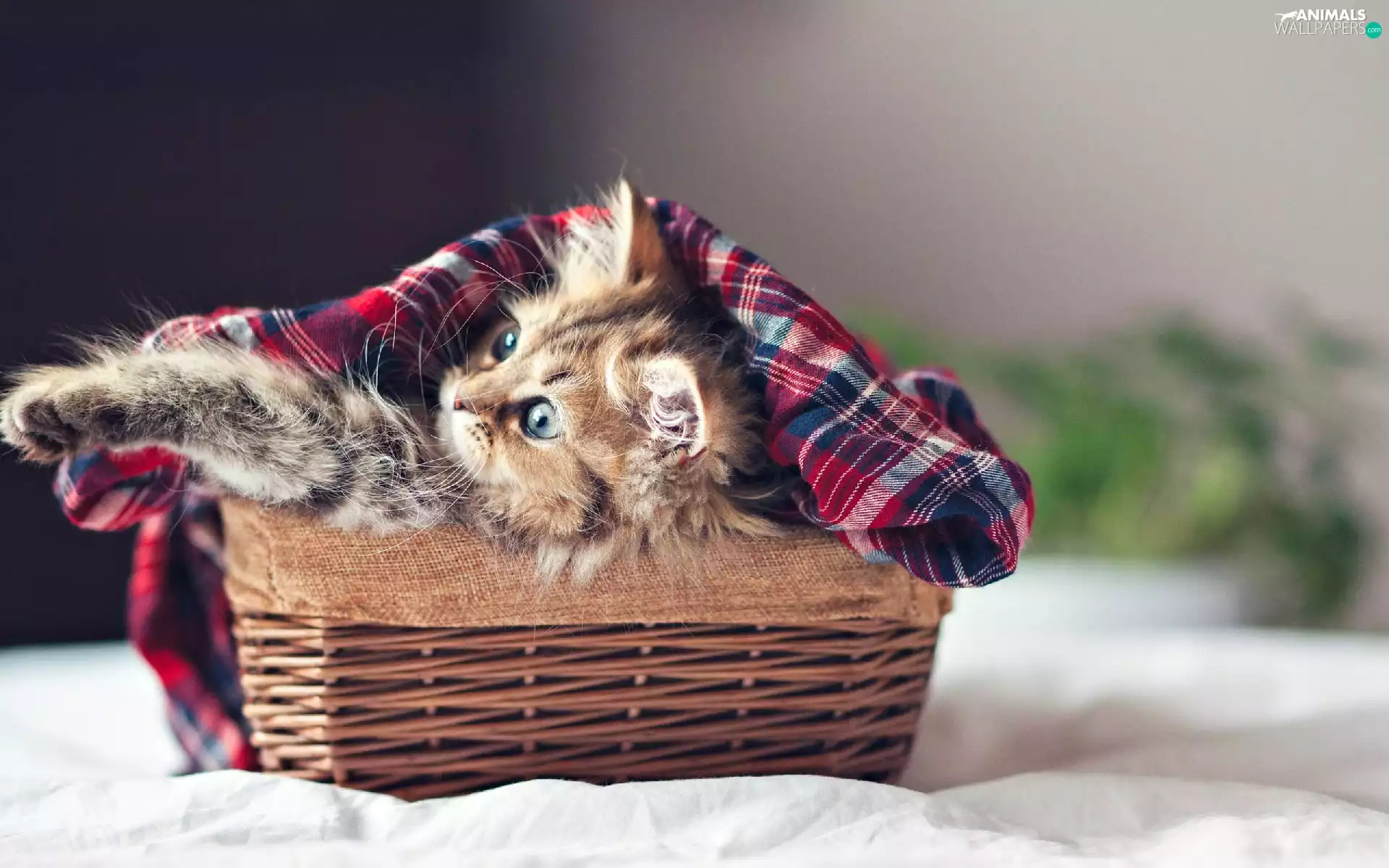 small, wicker, basket, kitten