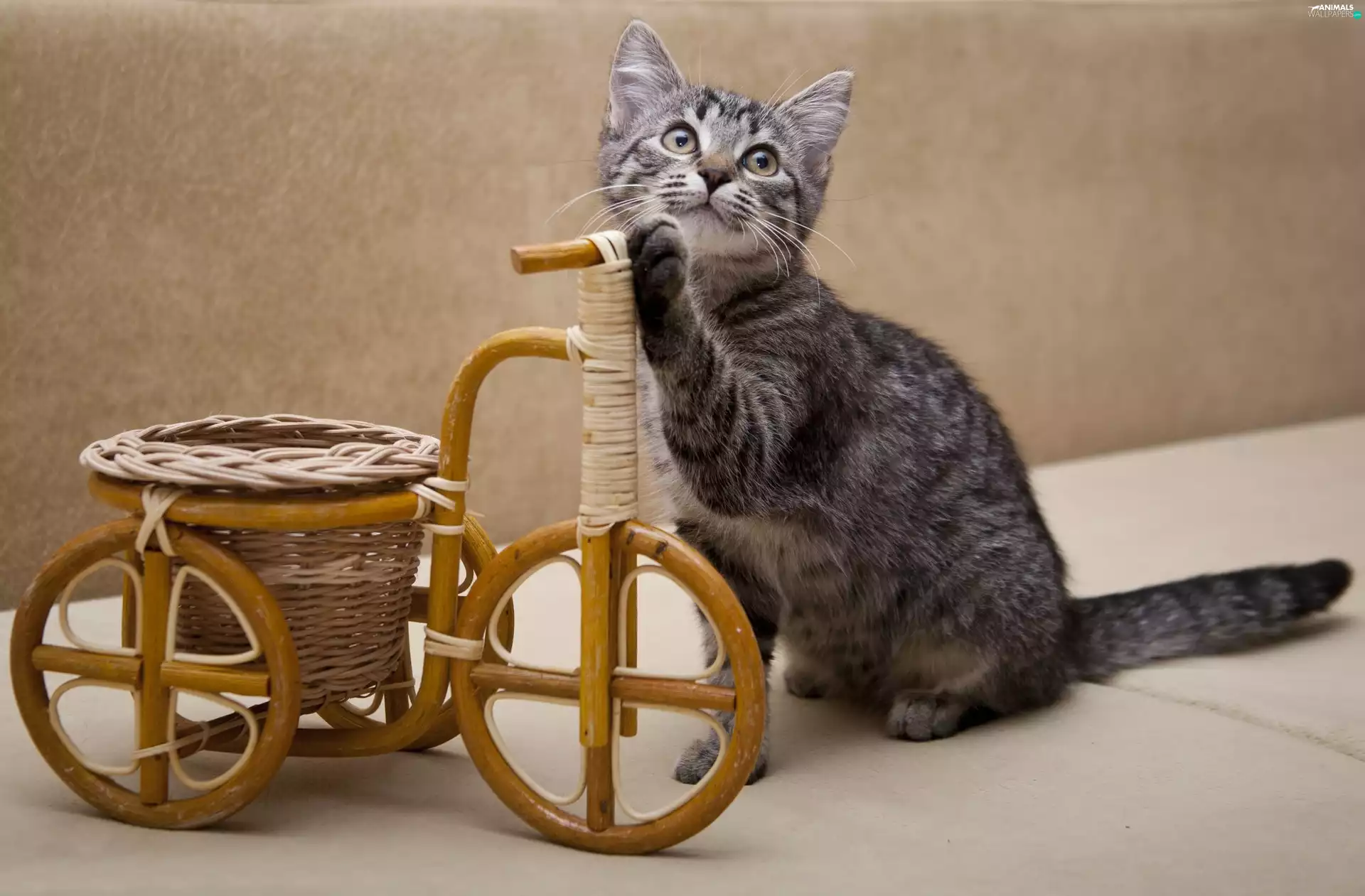 small, wicker, Bicycle, kitten