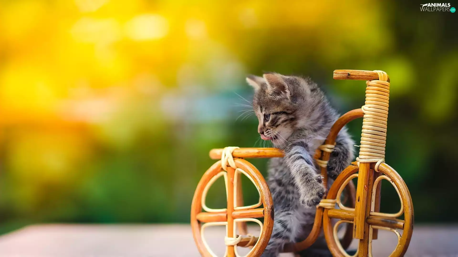 small, wooden, Bicycle, kitten