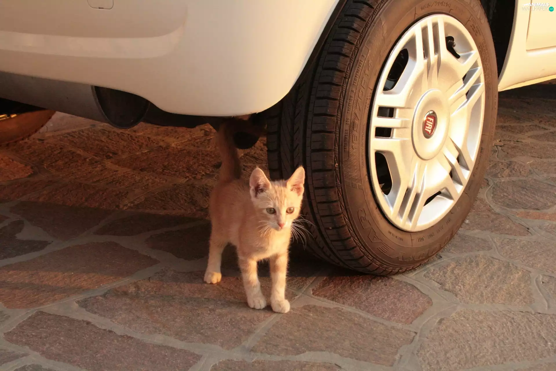 small, under, car, kitten
