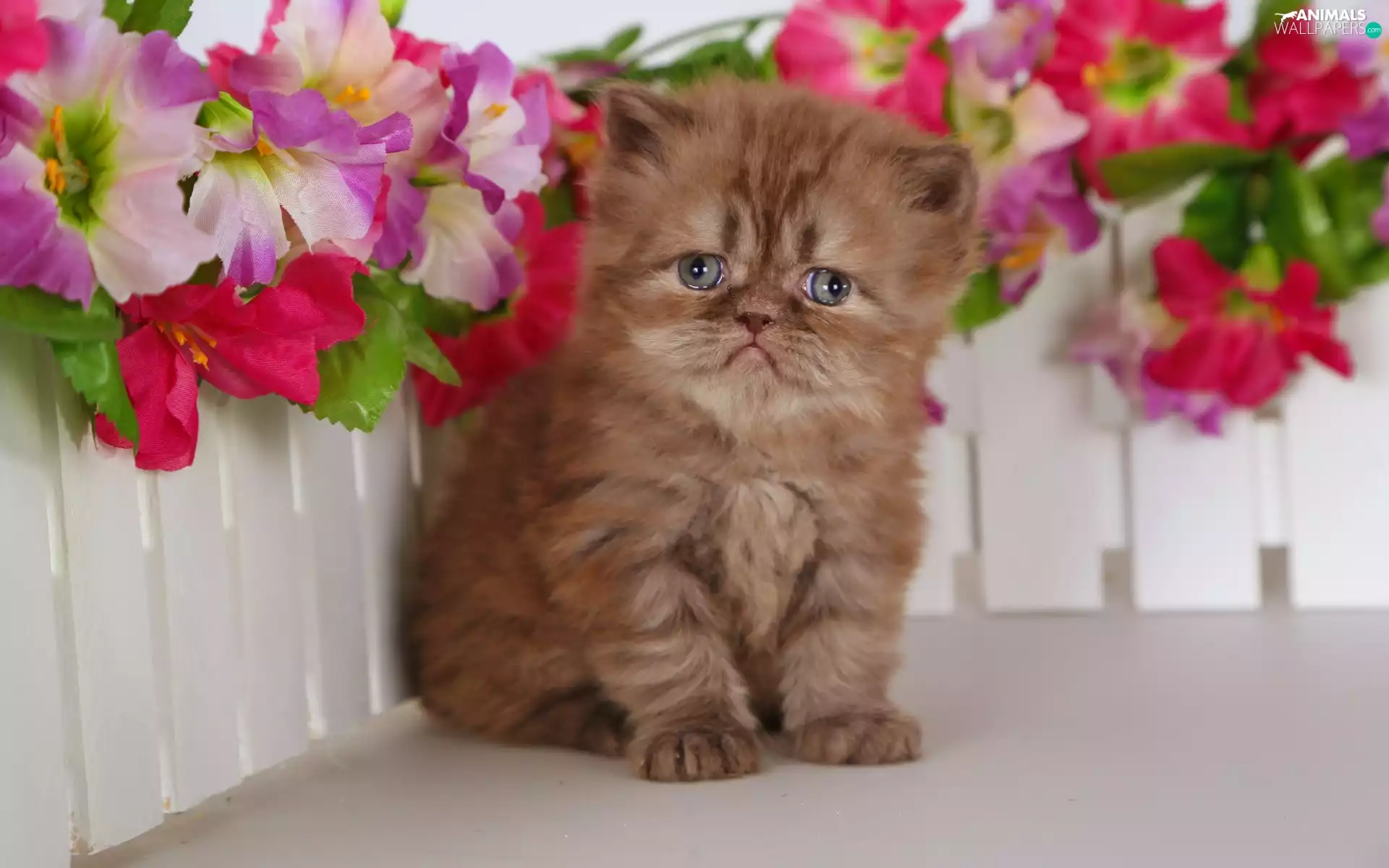 Hurdle, Persian Cat, kitten, Flowers, small