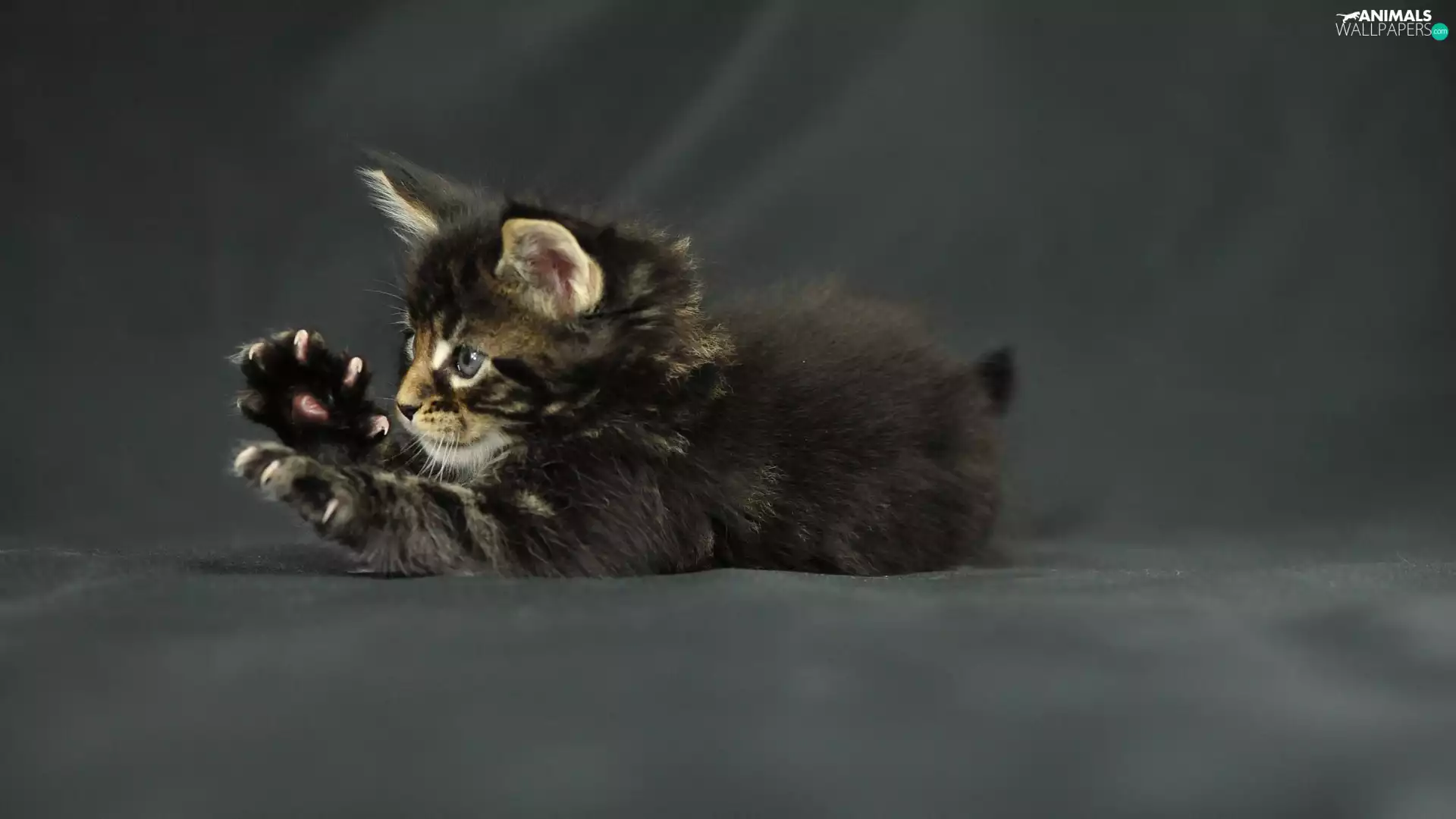 small, feet, claws, kitten