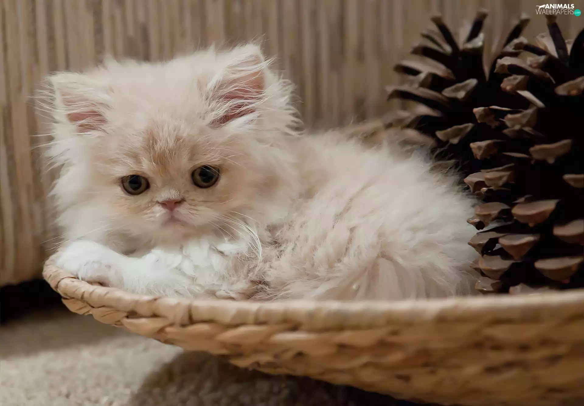 small, basket, cones, kitten