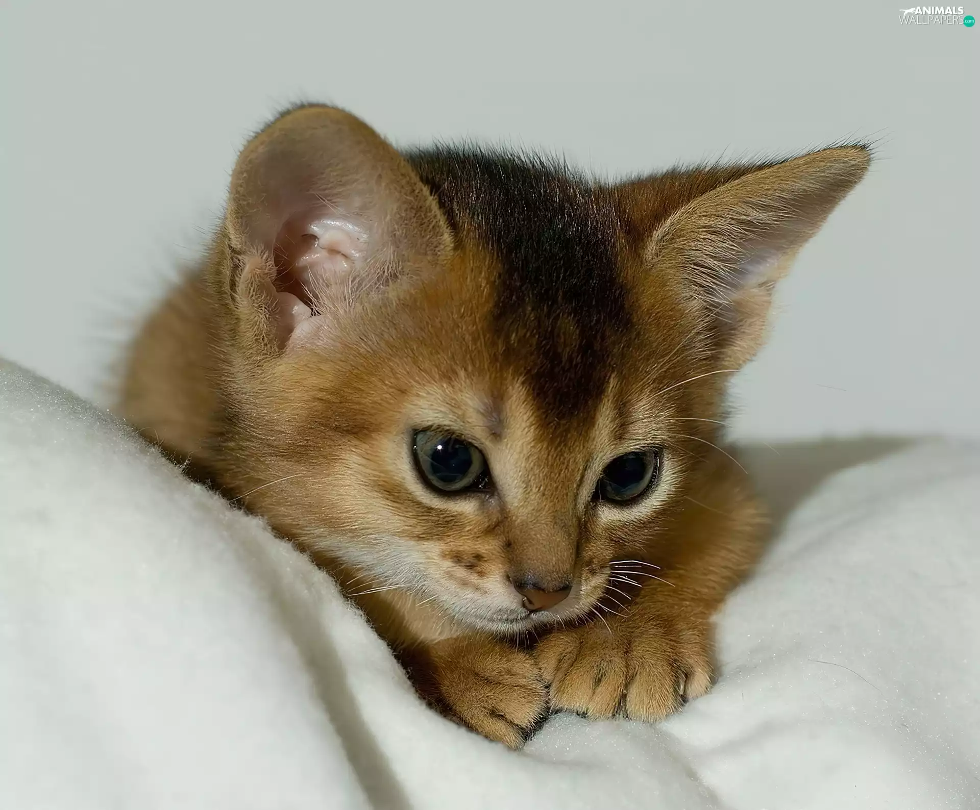 small, White, dispatch, kitten