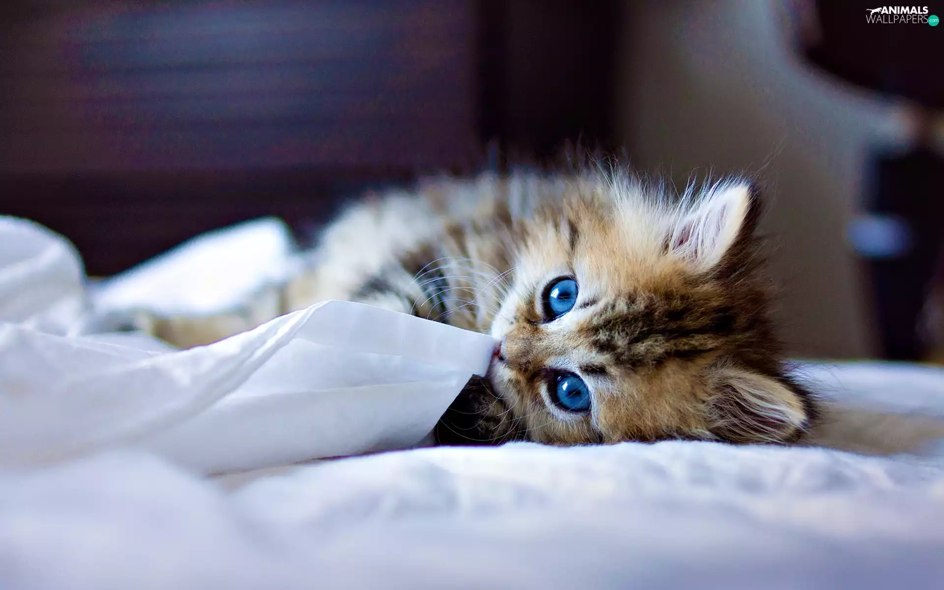 small, Blue, Eyes, kitten