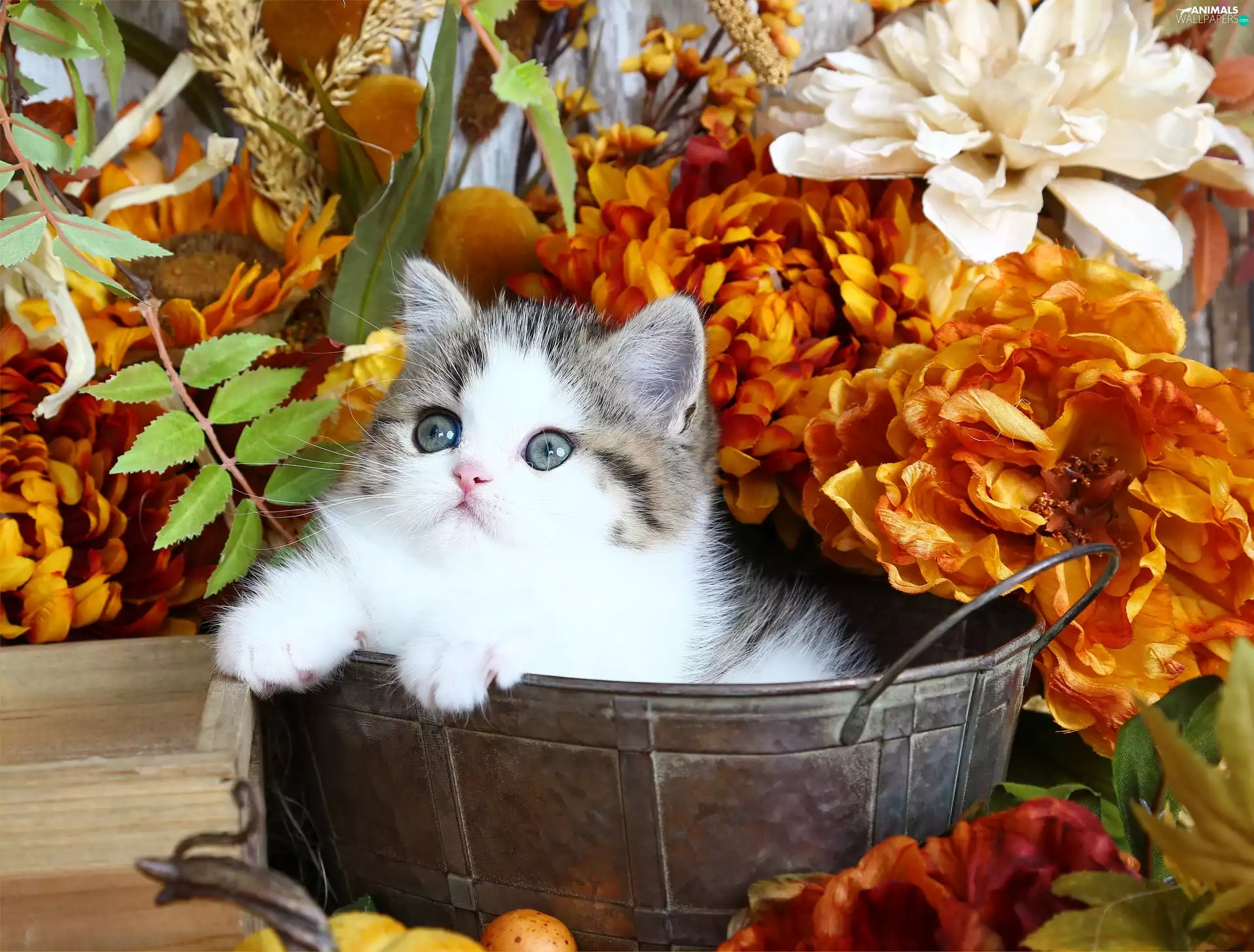 small, cat, Flowers, kitten