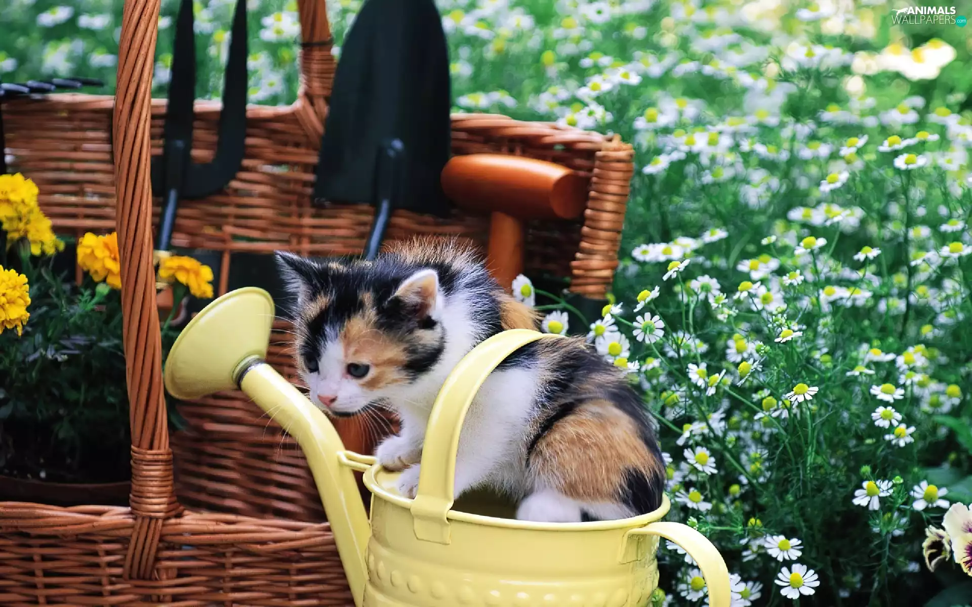 small, Garden, Flowers, kitten