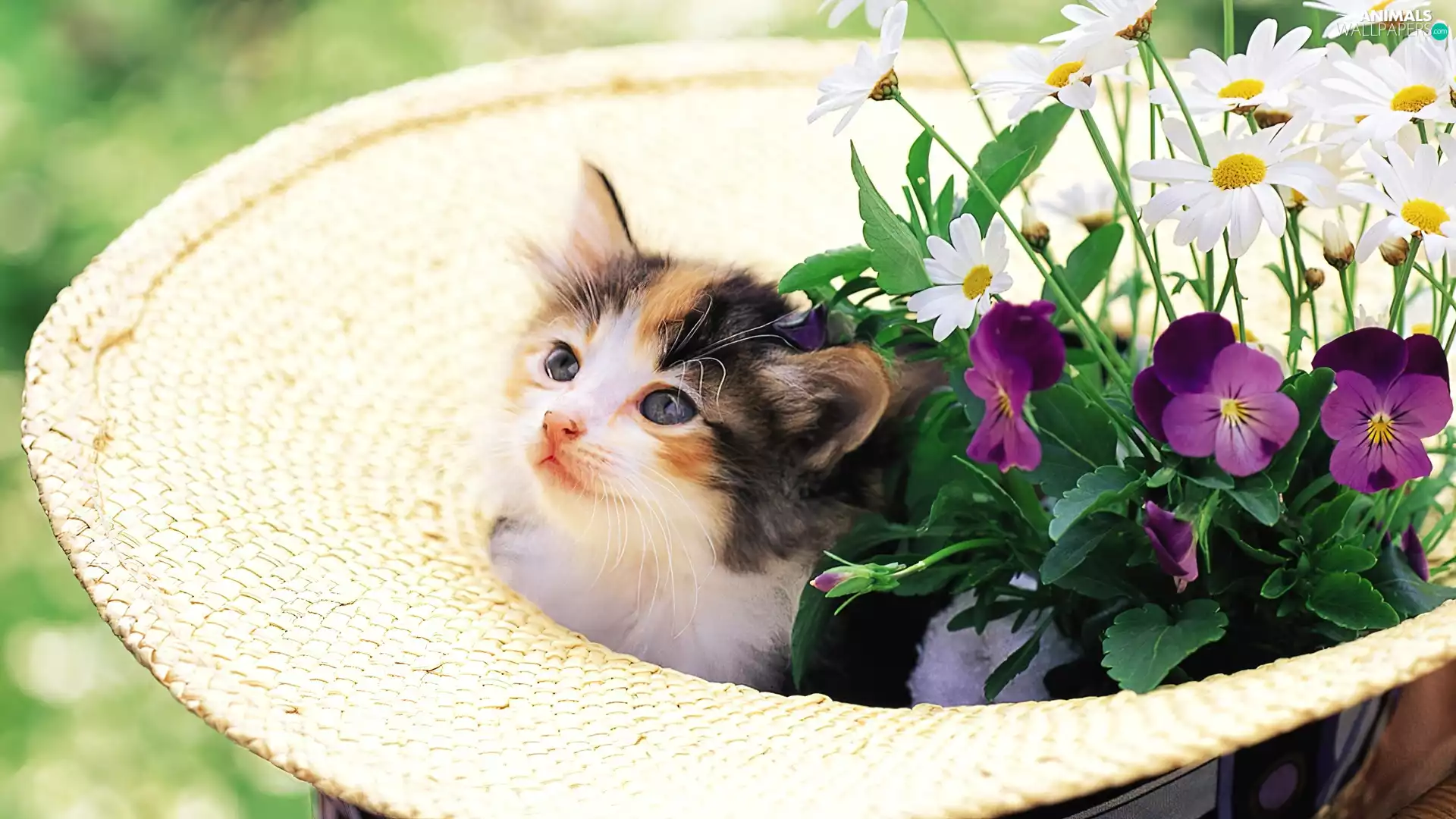 small, Hat, Flowers, kitten