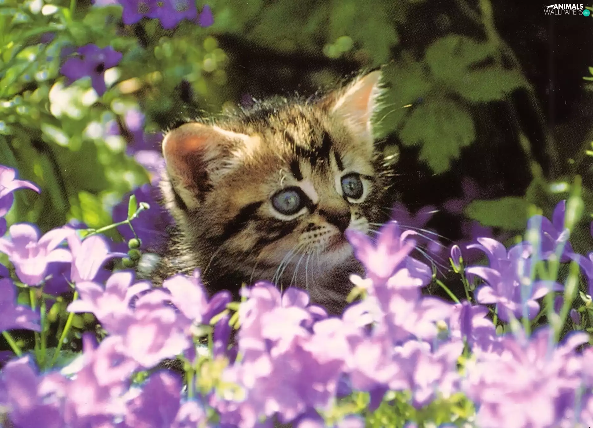 small, purple, Flowers, kitten