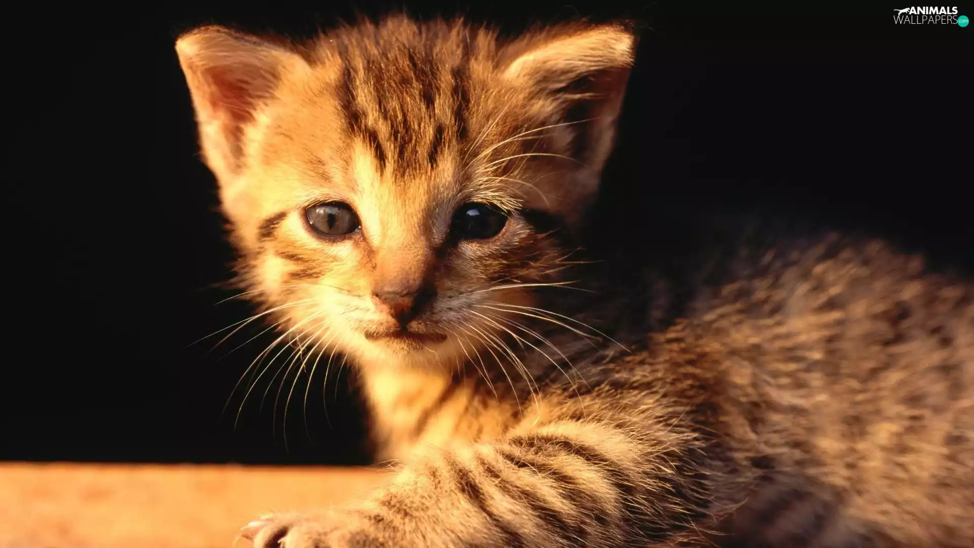 kitten, ginger, small