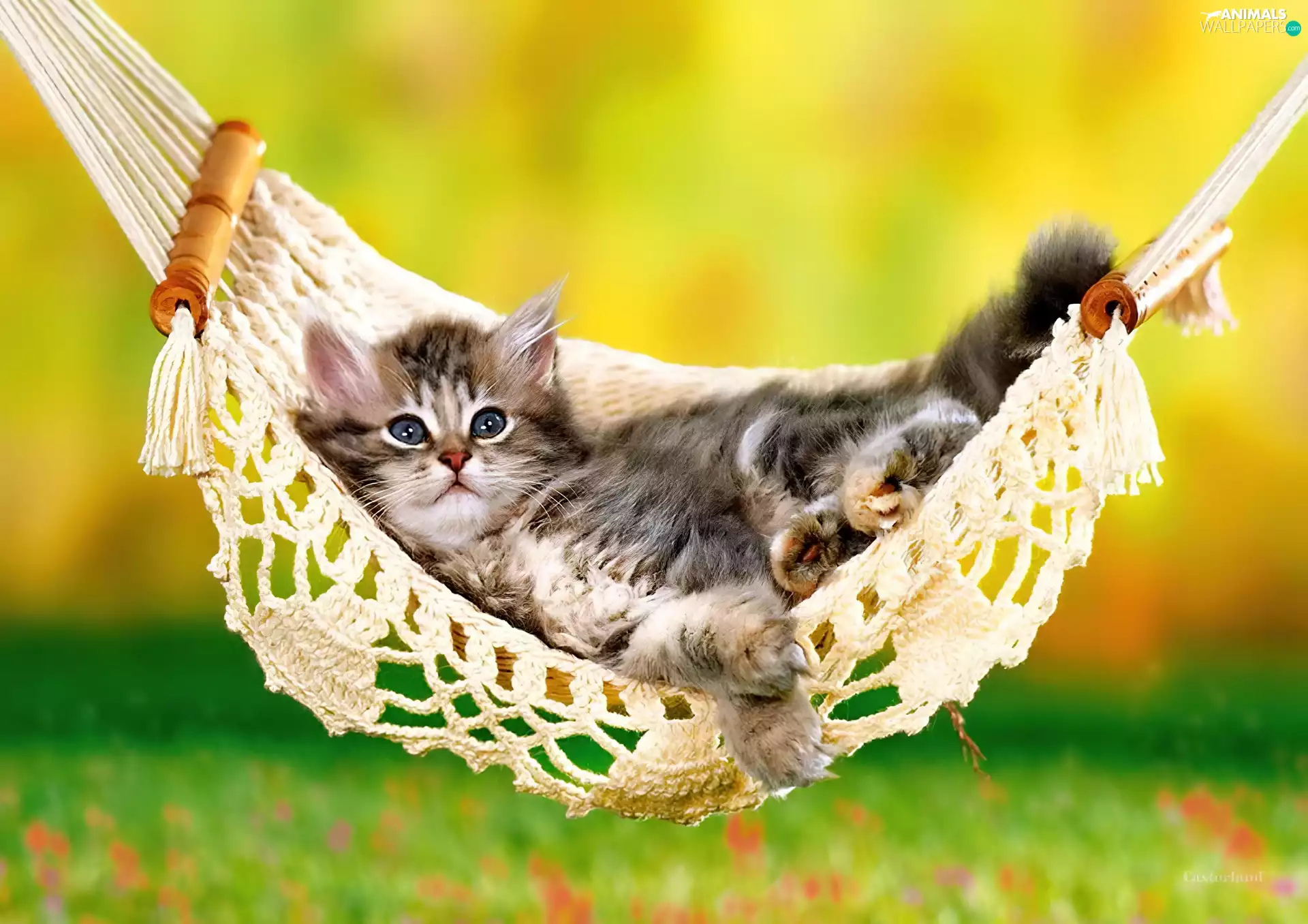 small, Hammock, grass, kitten