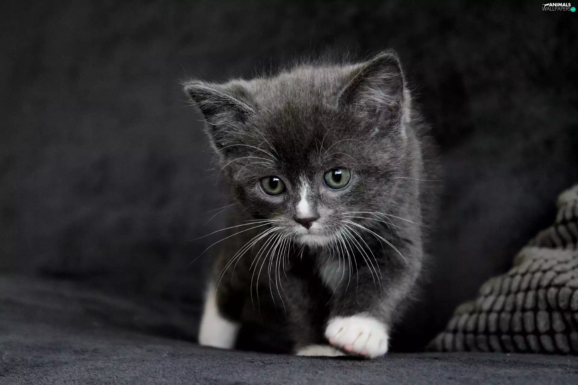 kitten, Gray, small