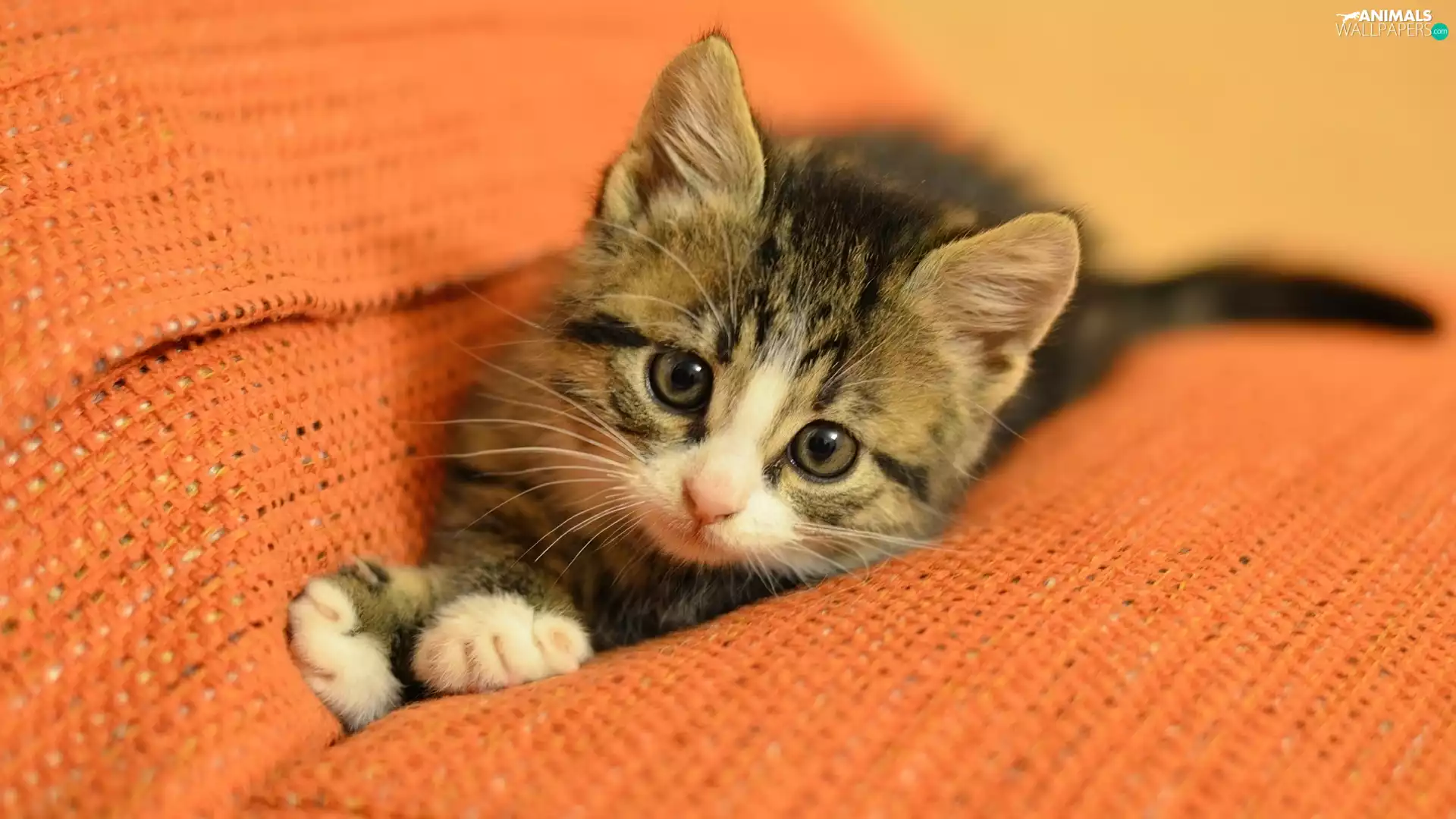 kitten, honeyed, small